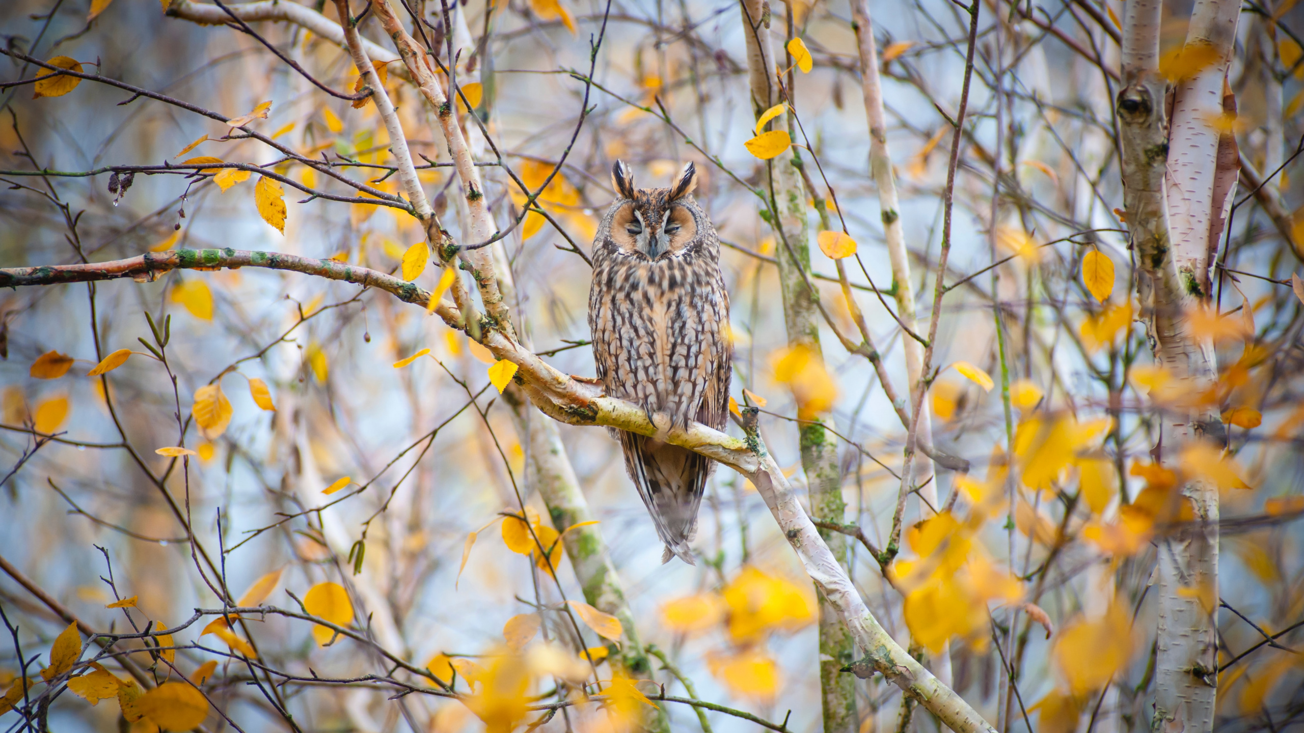 Chouette Brune et Blanche Perchée Sur Une Branche D'arbre Brune Pendant la Journée. Wallpaper in 2560x1440 Resolution