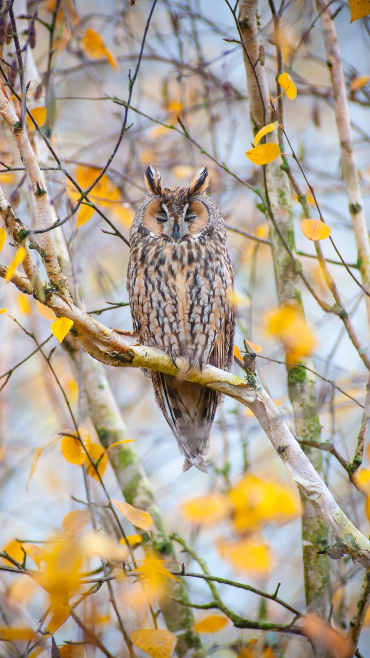 Chouette Brune et Blanche Perchée Sur Une Branche D'arbre Brune Pendant la Journée. Wallpaper in 720x1280 Resolution