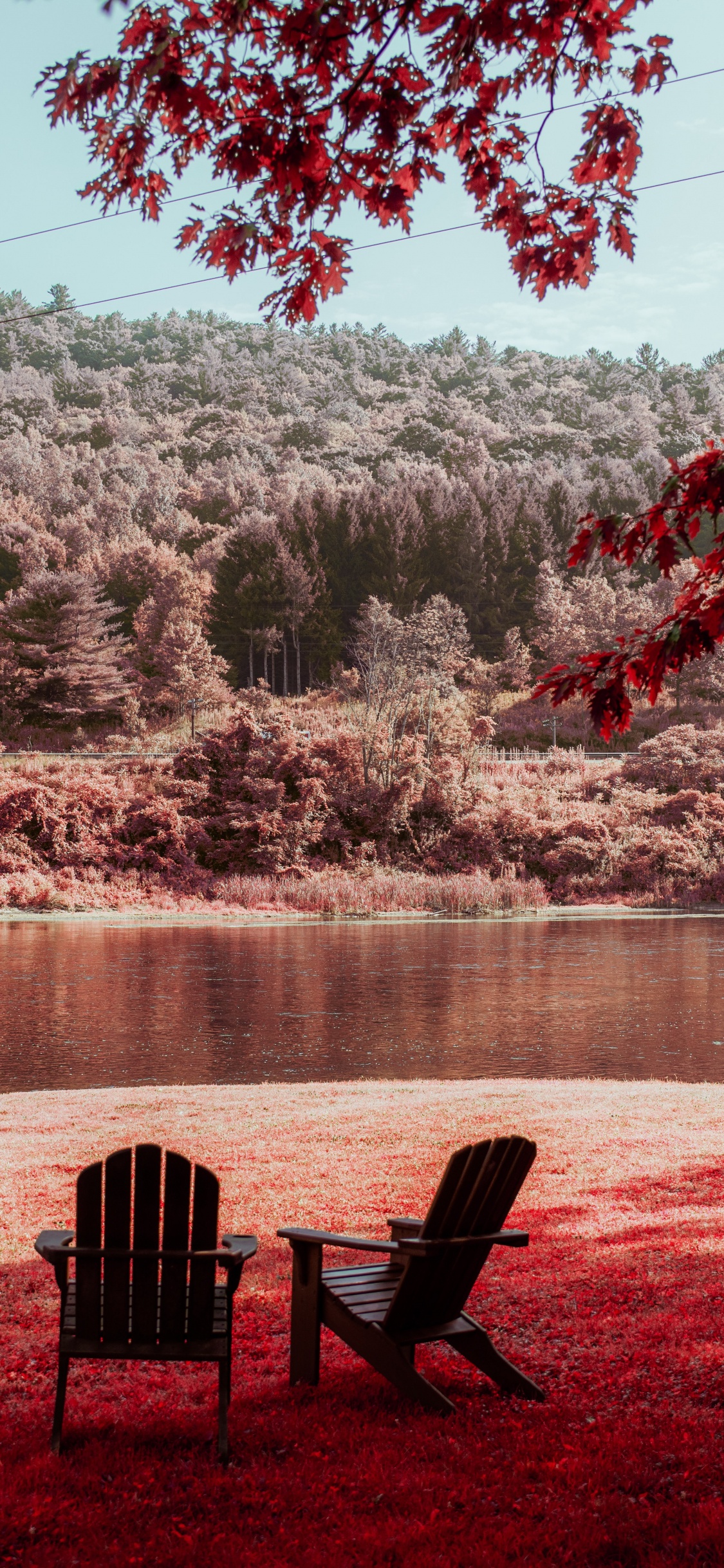 Feuille, Matin, Red, Nature, Printemps. Wallpaper in 1125x2436 Resolution