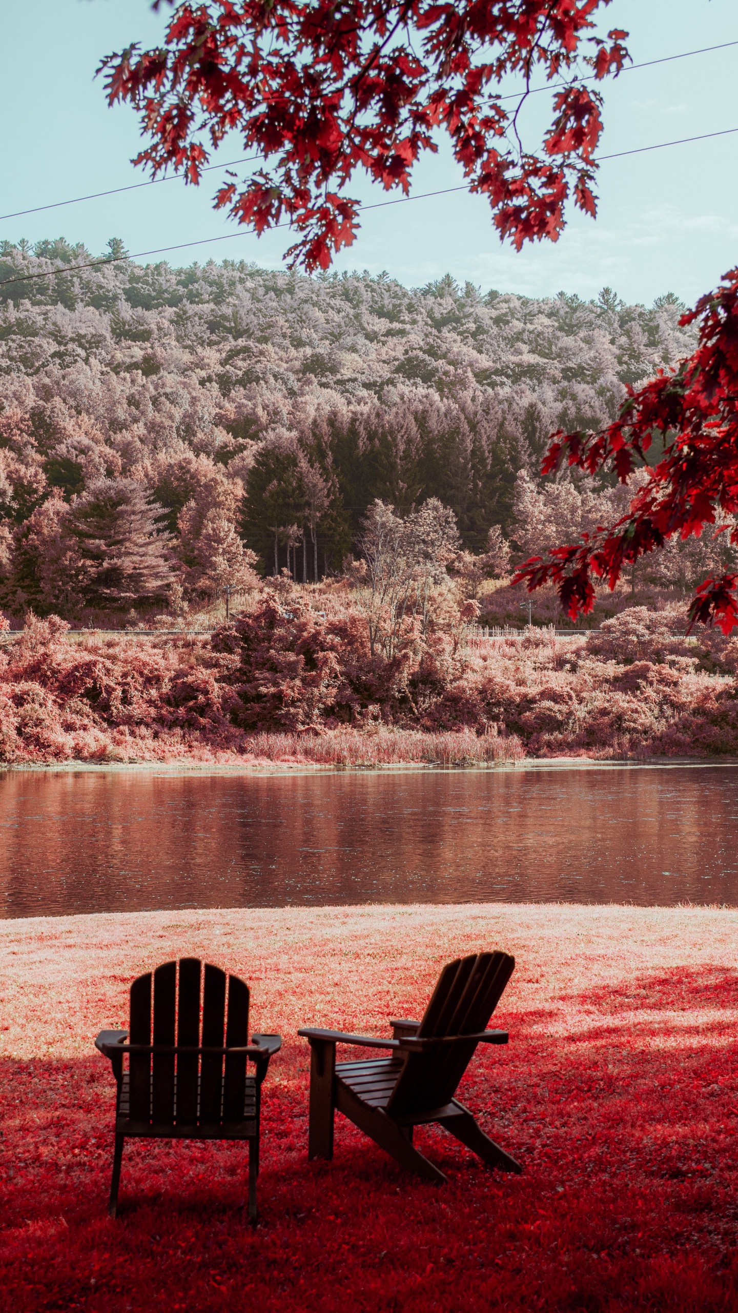 Feuille, Matin, Red, Nature, Printemps. Wallpaper in 1440x2560 Resolution