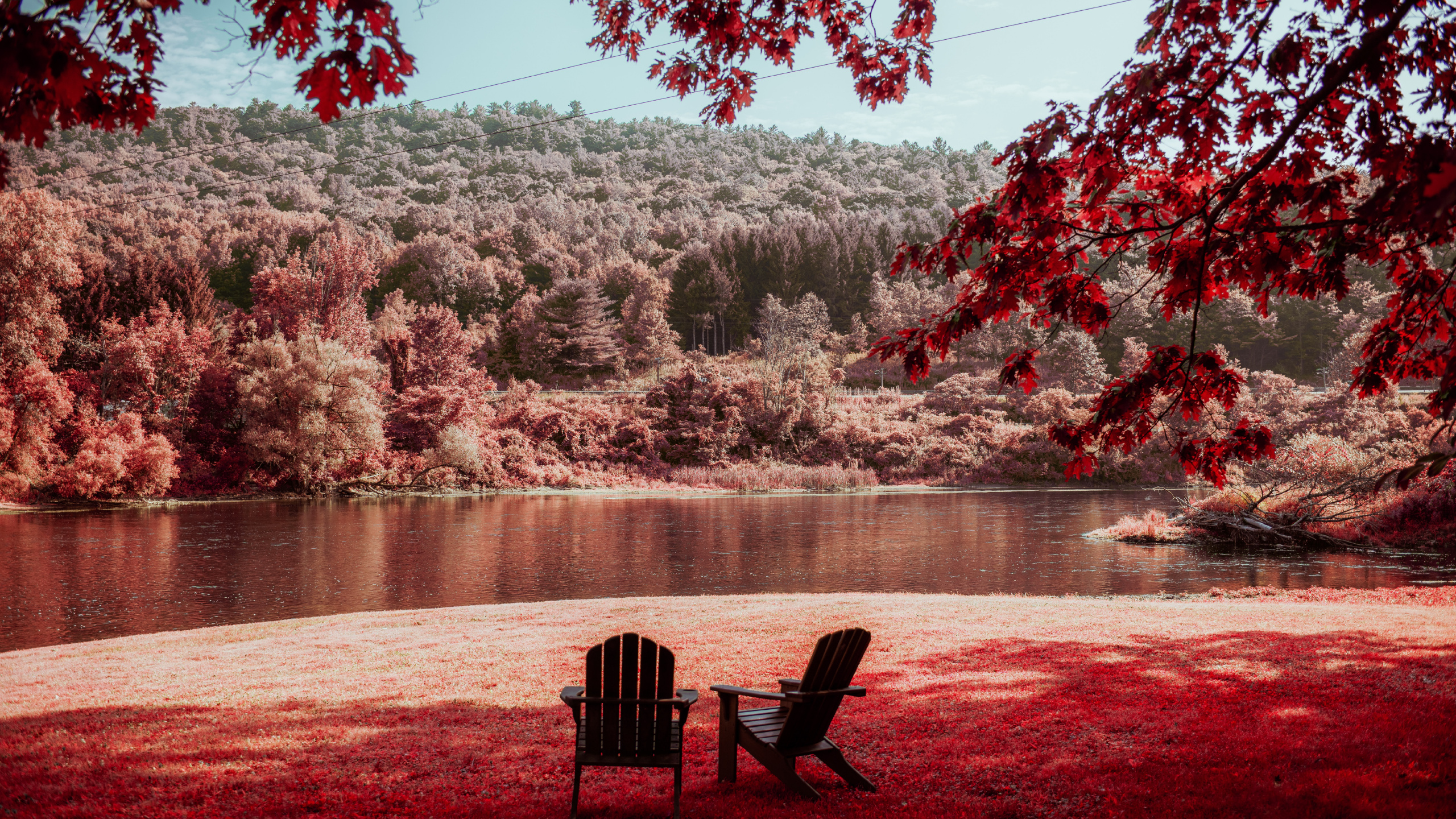 Feuille, Matin, Red, Nature, Printemps. Wallpaper in 2560x1440 Resolution