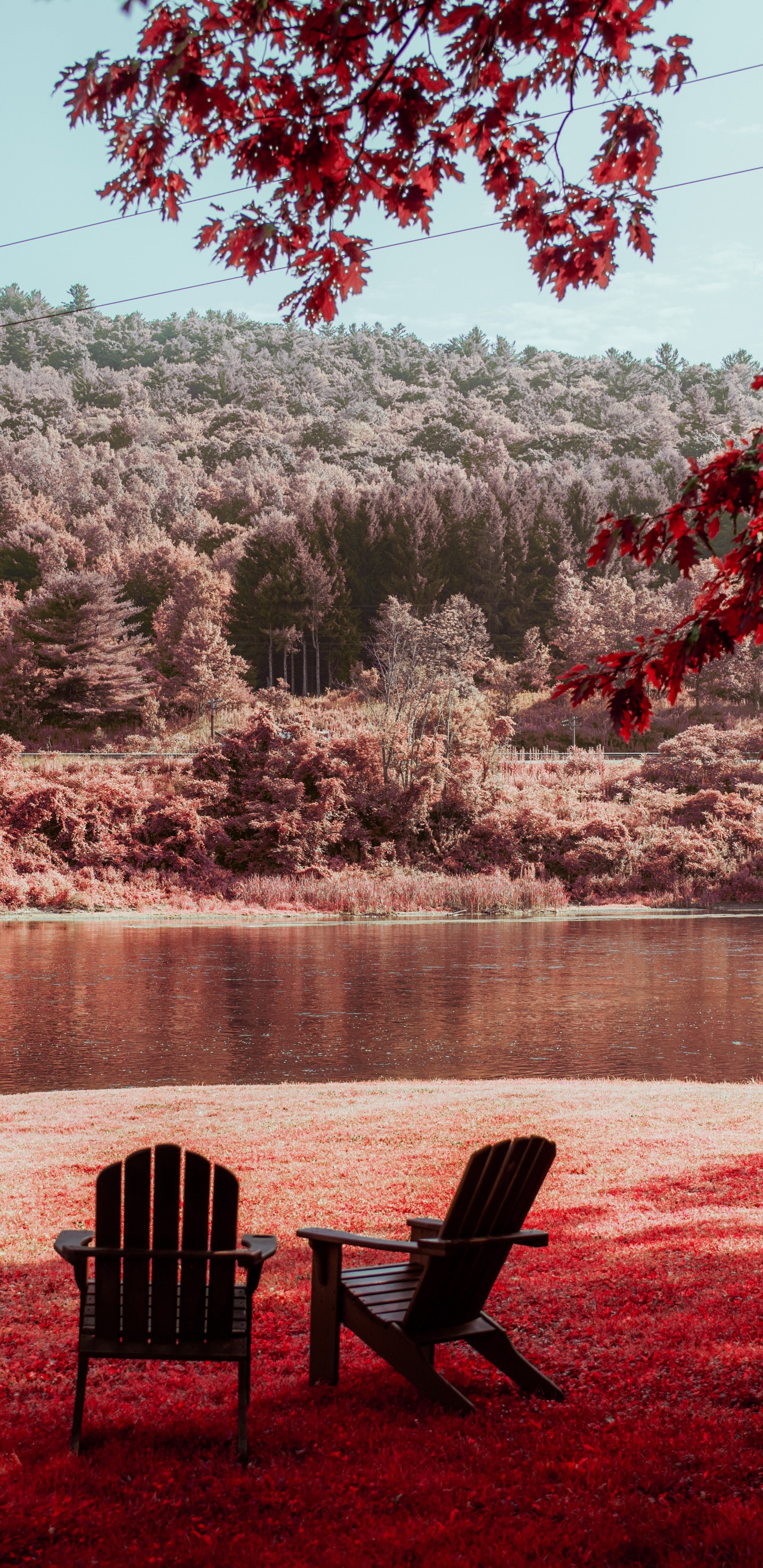 Leaf, Morning, Tree, Red, Nature. Wallpaper in 1440x2960 Resolution