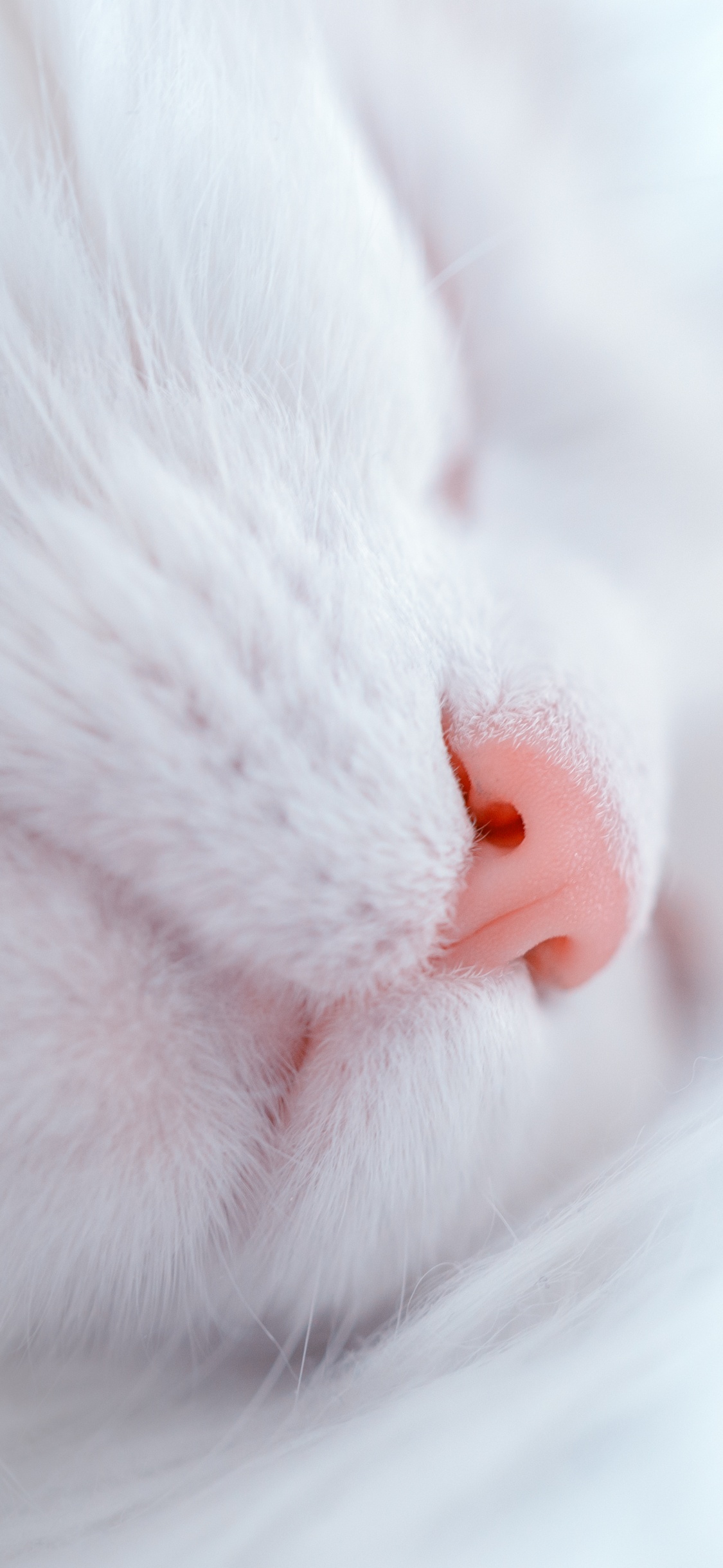 Gato Blanco Acostado Sobre Textil Blanco. Wallpaper in 1125x2436 Resolution
