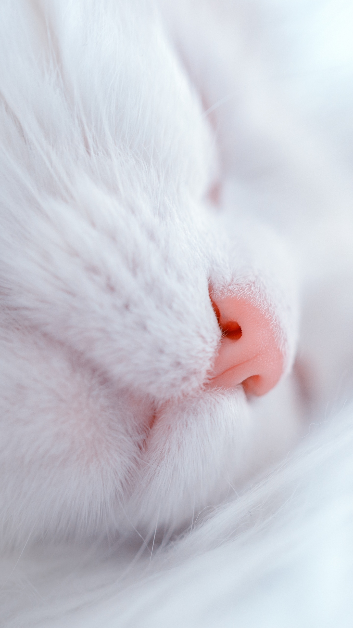 Gato Blanco Acostado Sobre Textil Blanco. Wallpaper in 1440x2560 Resolution