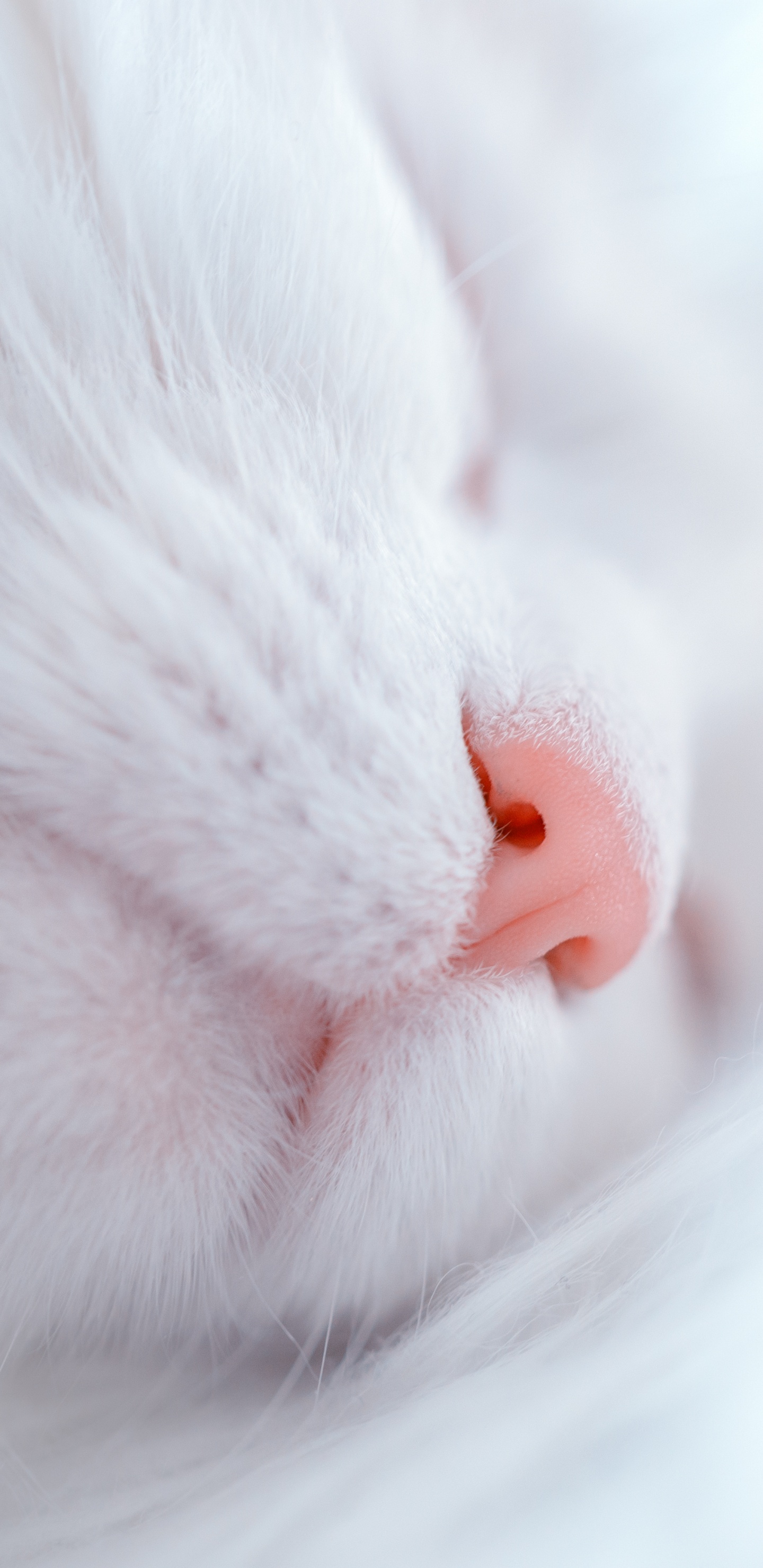 Gato Blanco Acostado Sobre Textil Blanco. Wallpaper in 1440x2960 Resolution