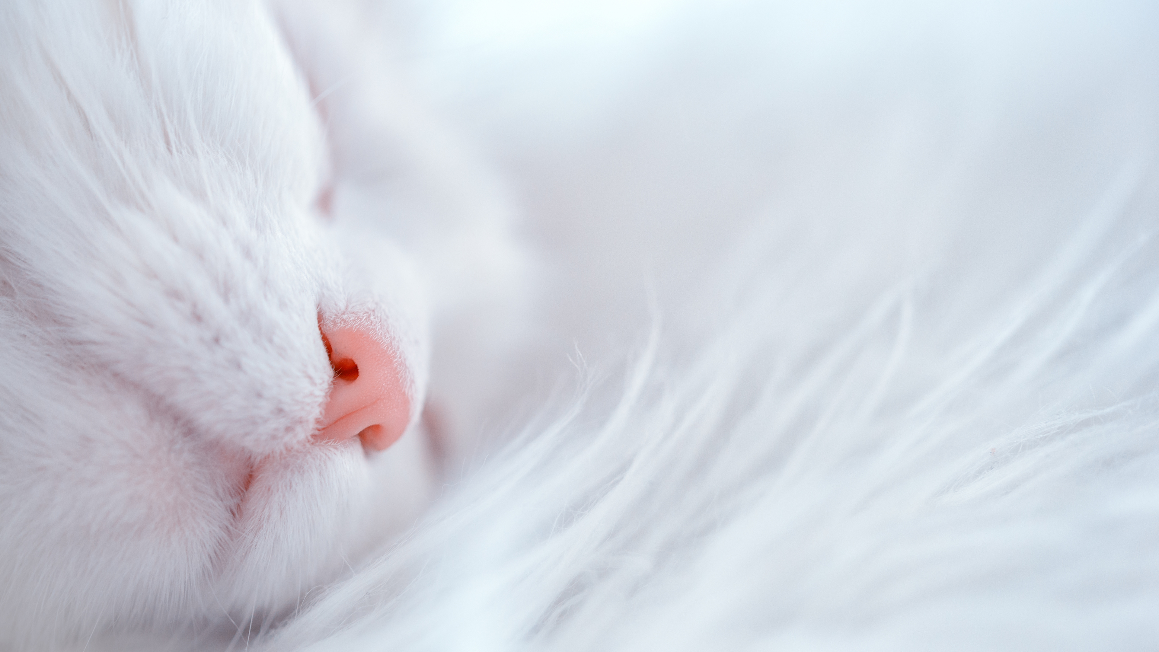 Gato Blanco Acostado Sobre Textil Blanco. Wallpaper in 3840x2160 Resolution