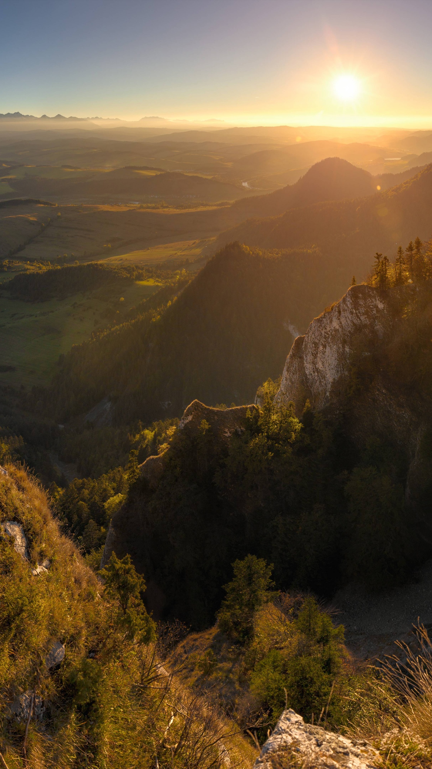 Tagsüber Grüne Bäume Auf Dem Berg. Wallpaper in 1440x2560 Resolution