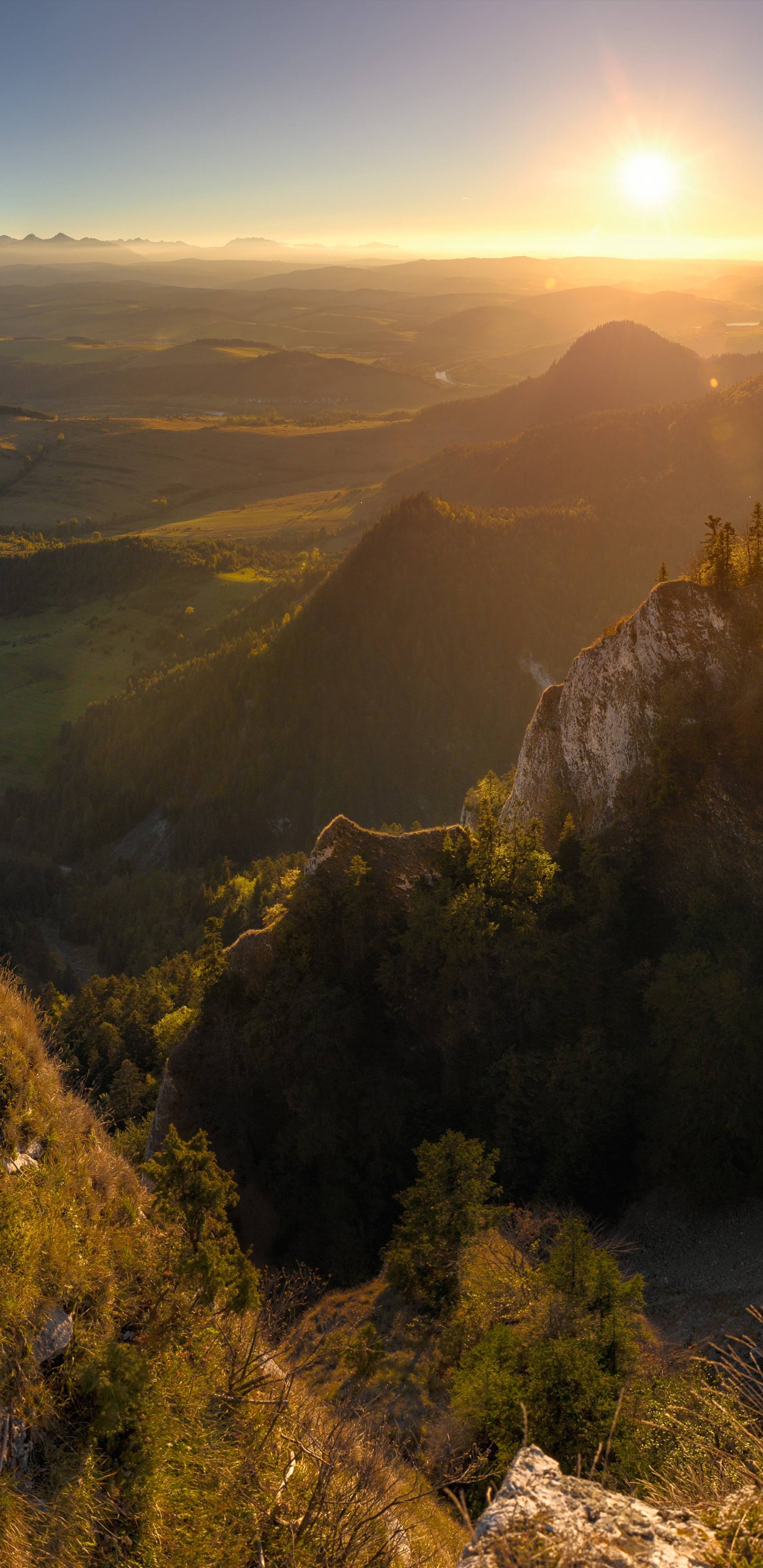 Tagsüber Grüne Bäume Auf Dem Berg. Wallpaper in 1440x2960 Resolution