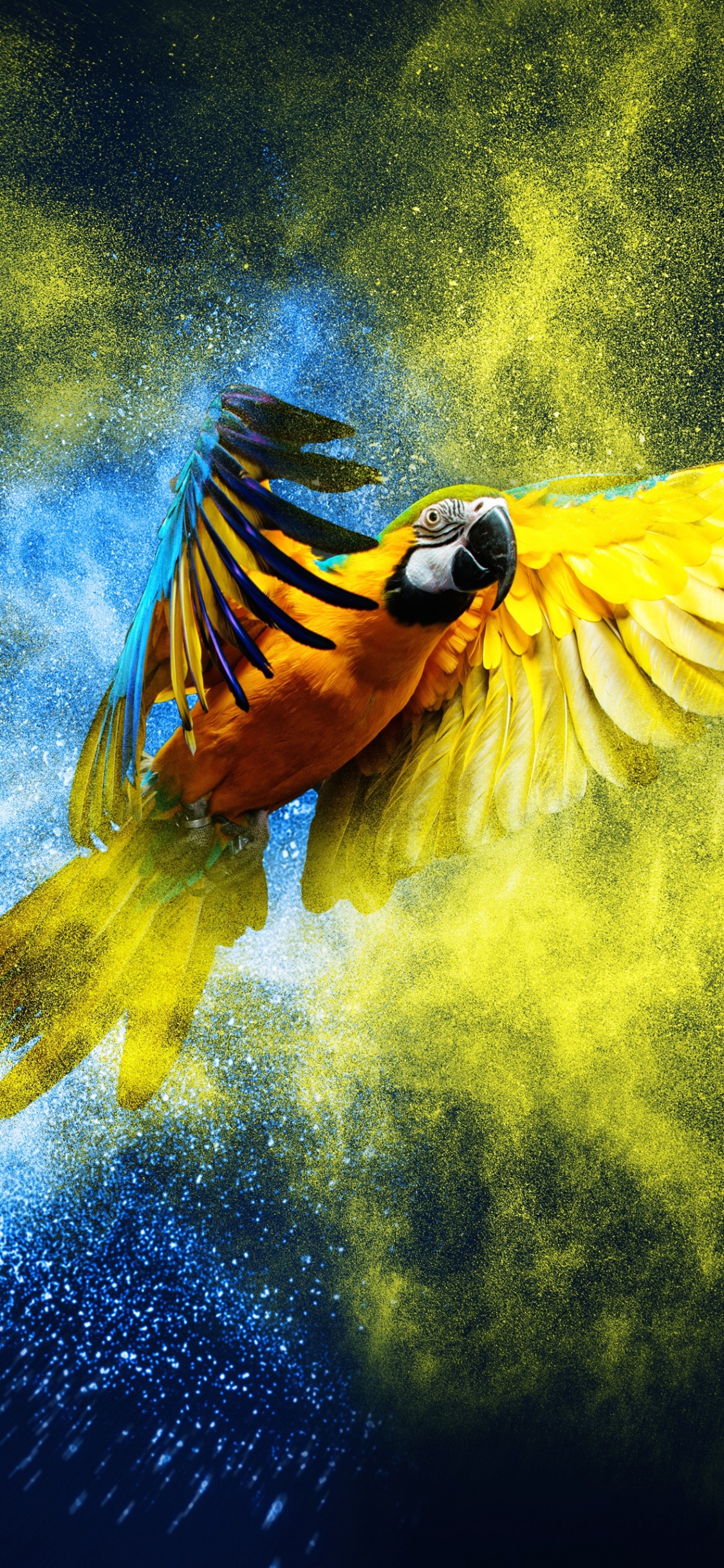 Blue Yellow Explosion, Blue and Yellow Macaw, Parrots, Birds, Macaw. Wallpaper in 1125x2436 Resolution