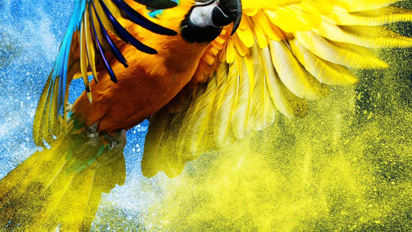 Explosión Amarilla Azul, Azul y Amarillo Guacamayo, Loro, Pájaros, Guacamayo. Wallpaper in 1366x768 Resolution