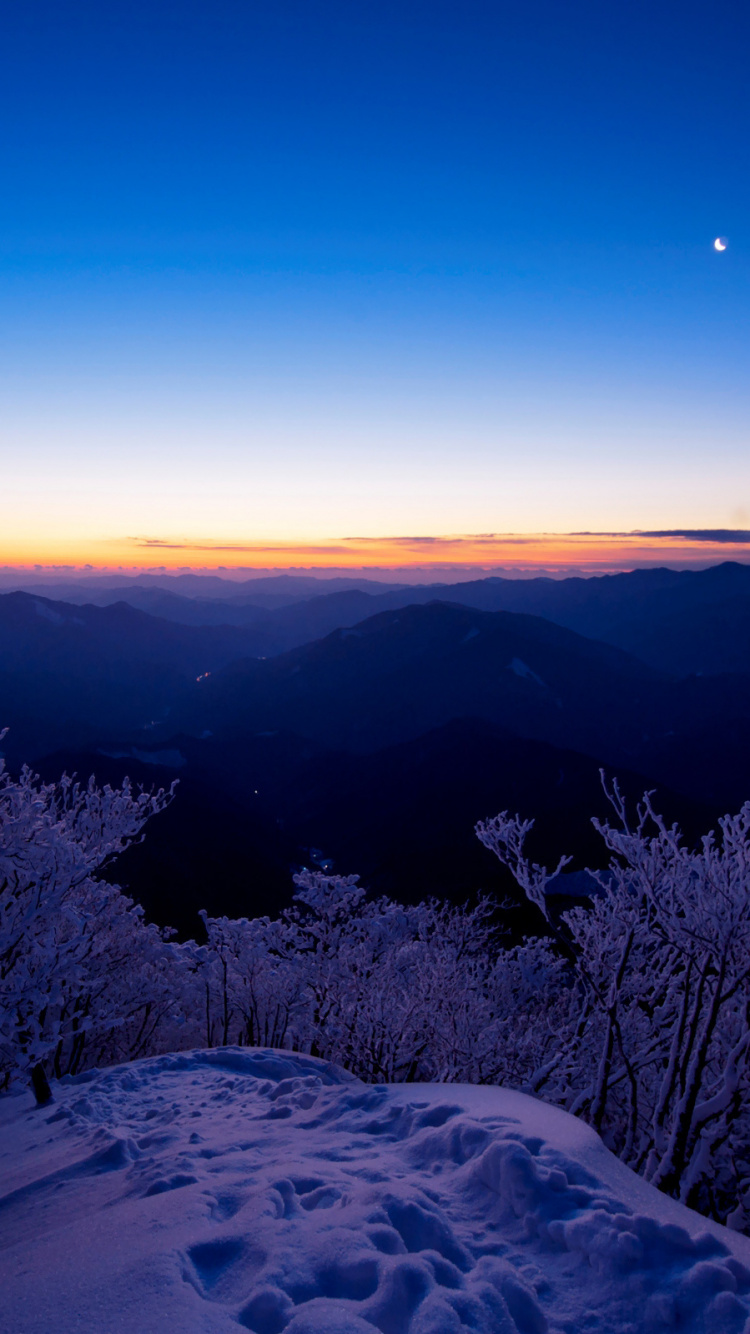 Tagsüber Grüne Bäume Auf Schneebedecktem Boden. Wallpaper in 750x1334 Resolution