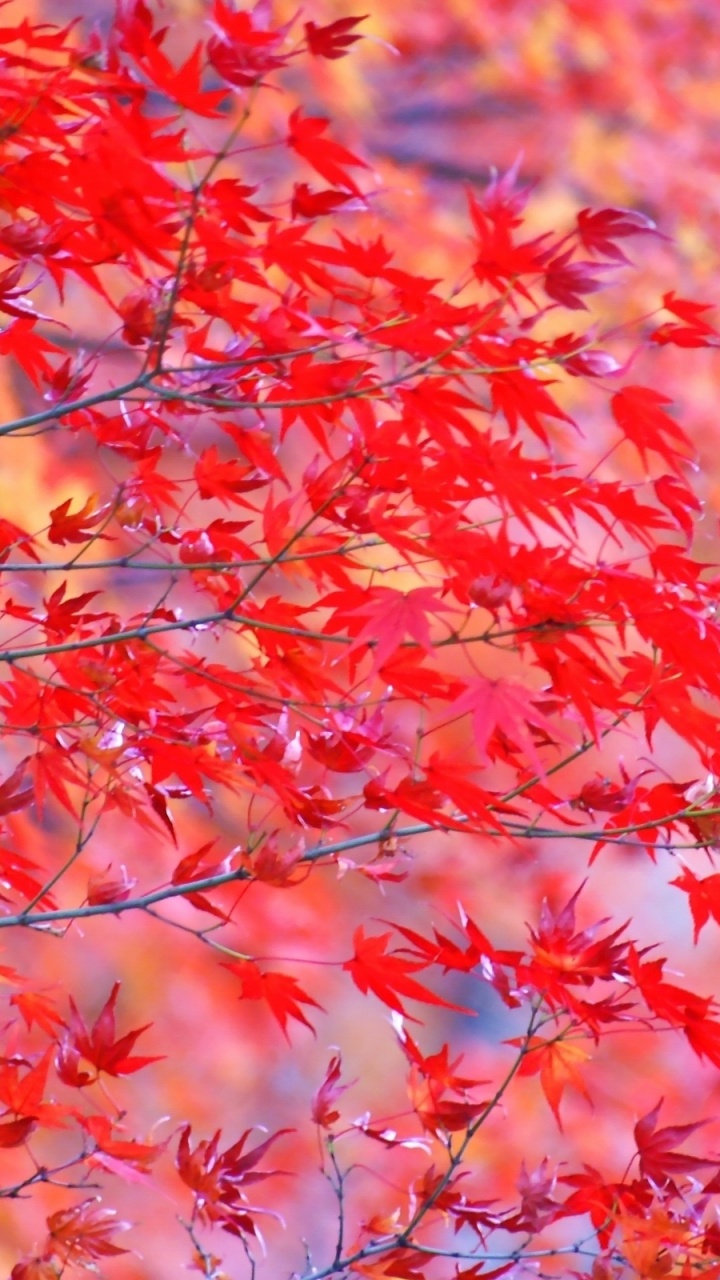 Baum Mit Roten Blättern Tagsüber. Wallpaper in 720x1280 Resolution
