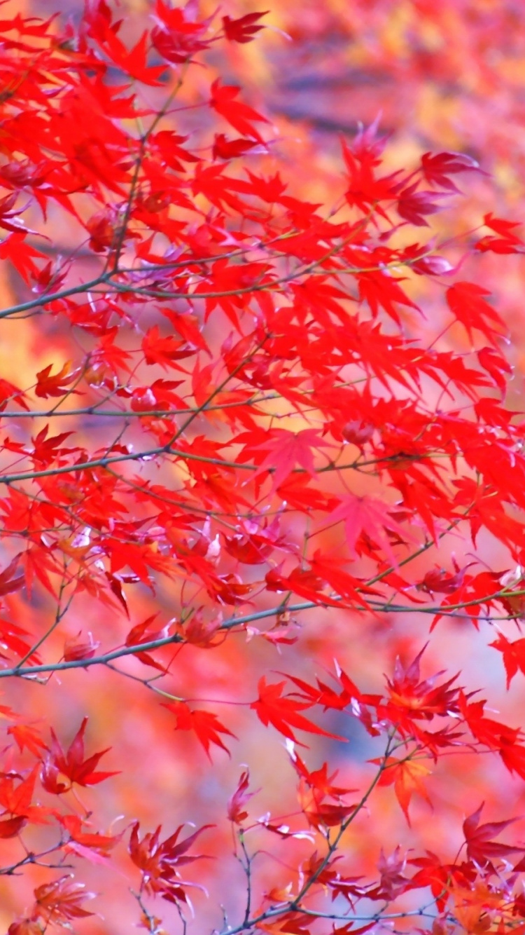 Baum Mit Roten Blättern Tagsüber. Wallpaper in 750x1334 Resolution