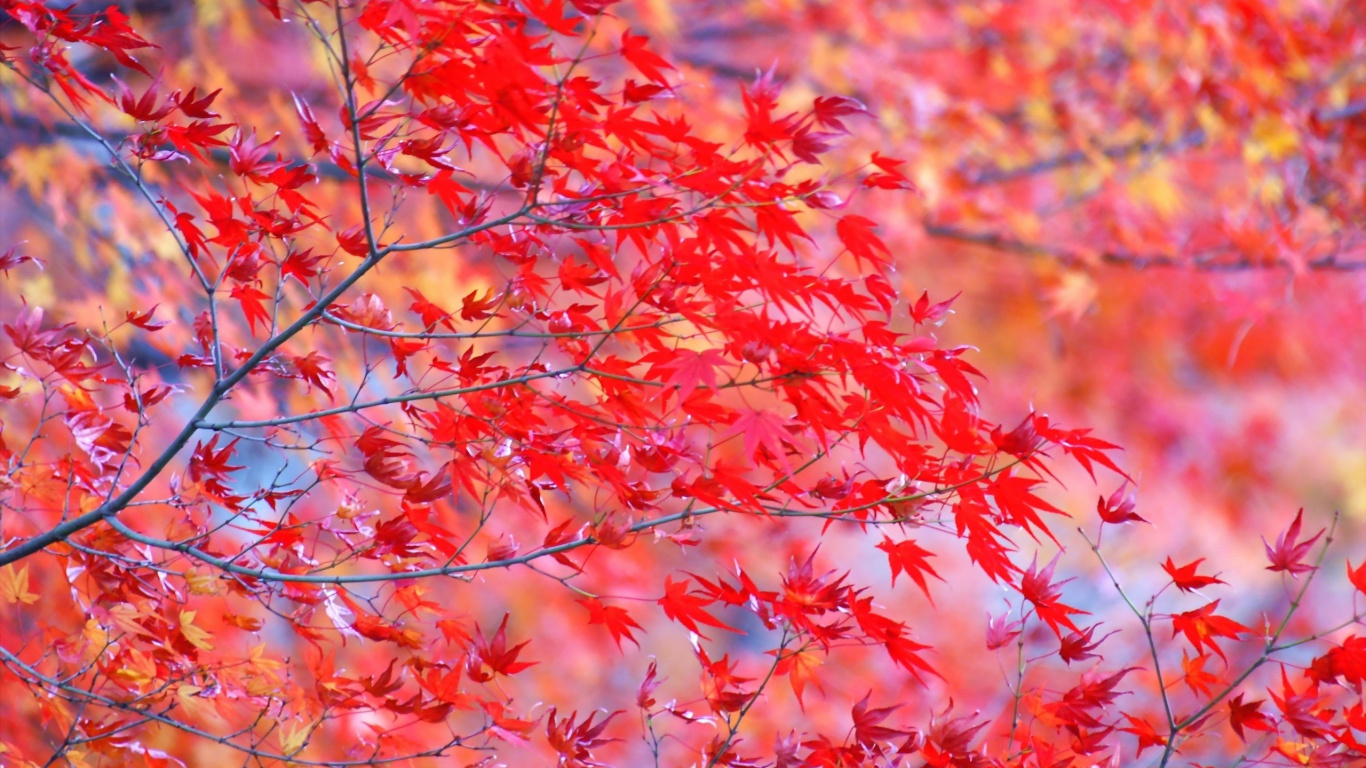 Red Leaves Tree During Daytime. Wallpaper in 1366x768 Resolution