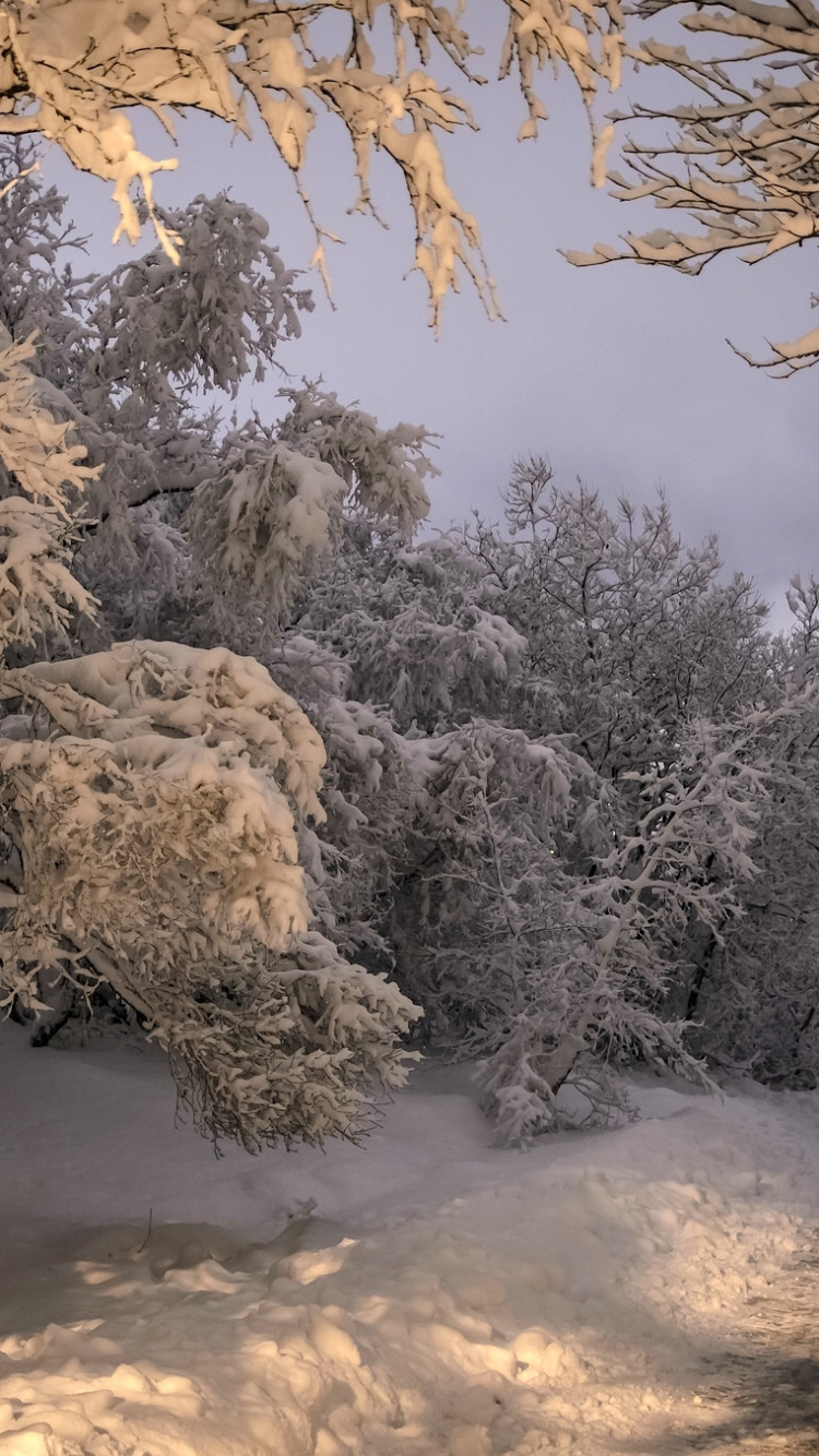 Snow Covered Trees During Daytime. Wallpaper in 750x1334 Resolution