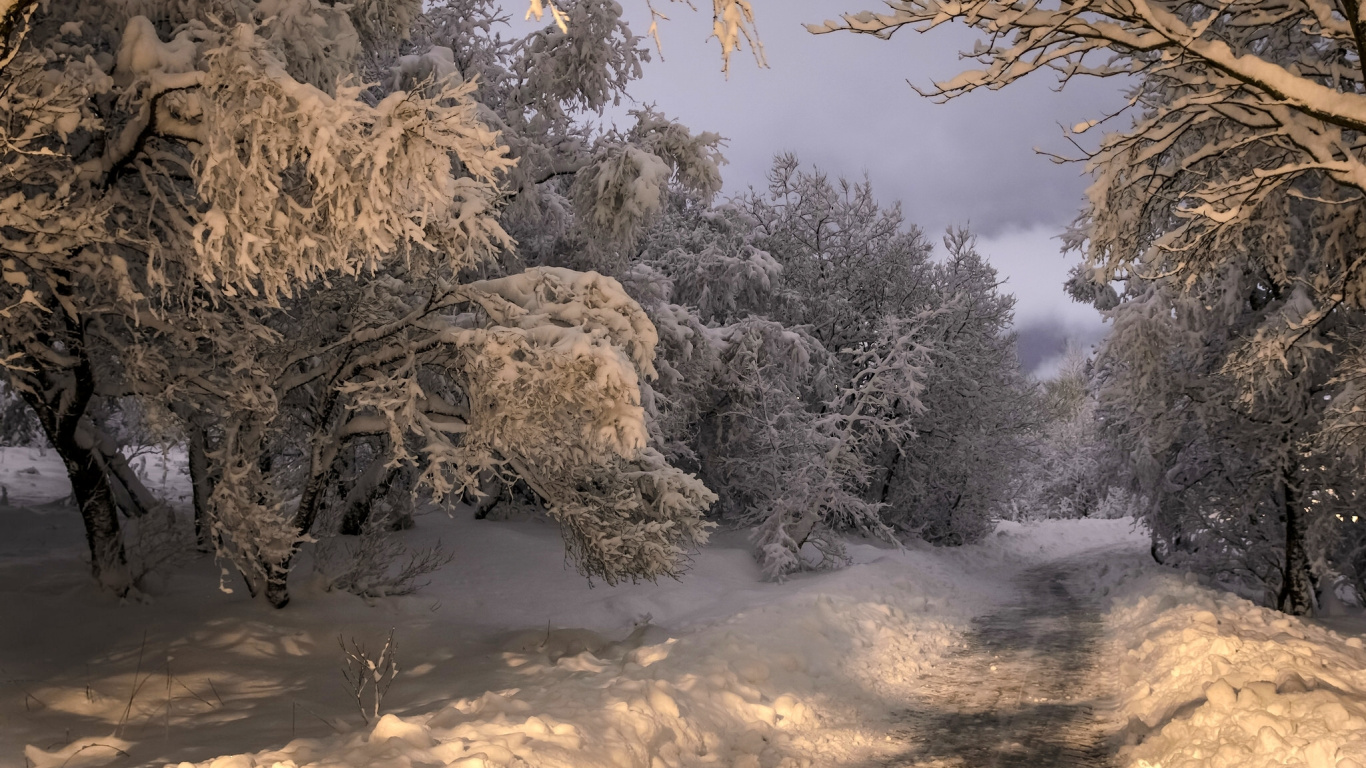 Arbres Couverts de Neige Pendant la Journée. Wallpaper in 1366x768 Resolution