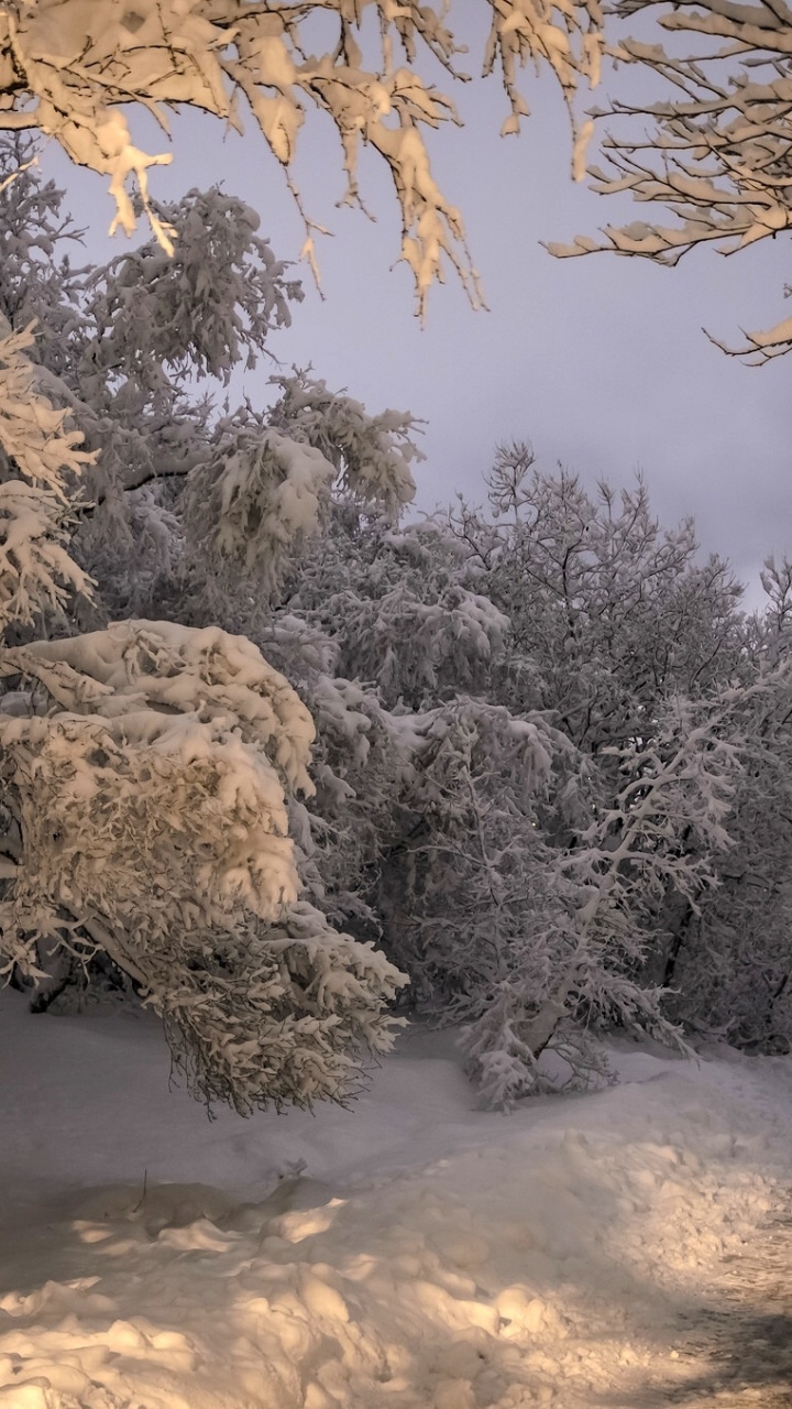 Arbres Couverts de Neige Pendant la Journée. Wallpaper in 720x1280 Resolution