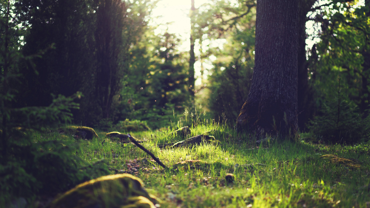 Forest, Damaksnis, Atmosphere, Plant, Light. Wallpaper in 1280x720 Resolution