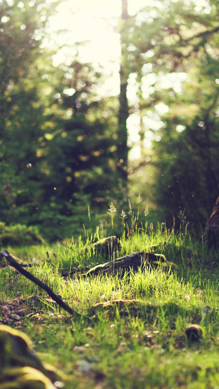 Forêt, Damaksnis, Atmosphère, Lumière, Paysage Naturel. Wallpaper in 720x1280 Resolution