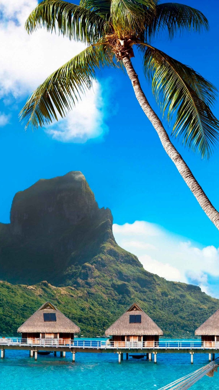 Green Palm Tree Near Body of Water During Daytime. Wallpaper in 720x1280 Resolution