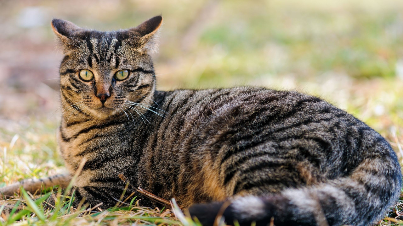 Brown Tabby Cat on Green Grass During Daytime. Wallpaper in 1280x720 Resolution