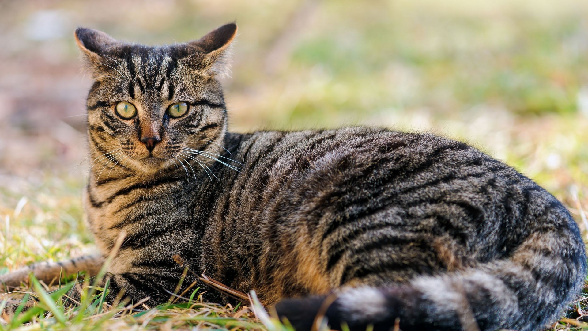 Brown Tabby Cat on Green Grass During Daytime. Wallpaper in 1920x1080 Resolution