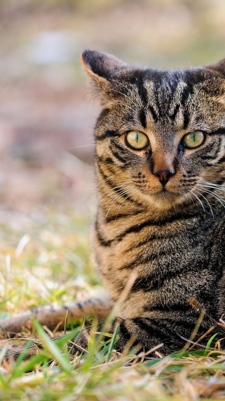 Brown Tabby Cat on Green Grass During Daytime. Wallpaper in 720x1280 Resolution