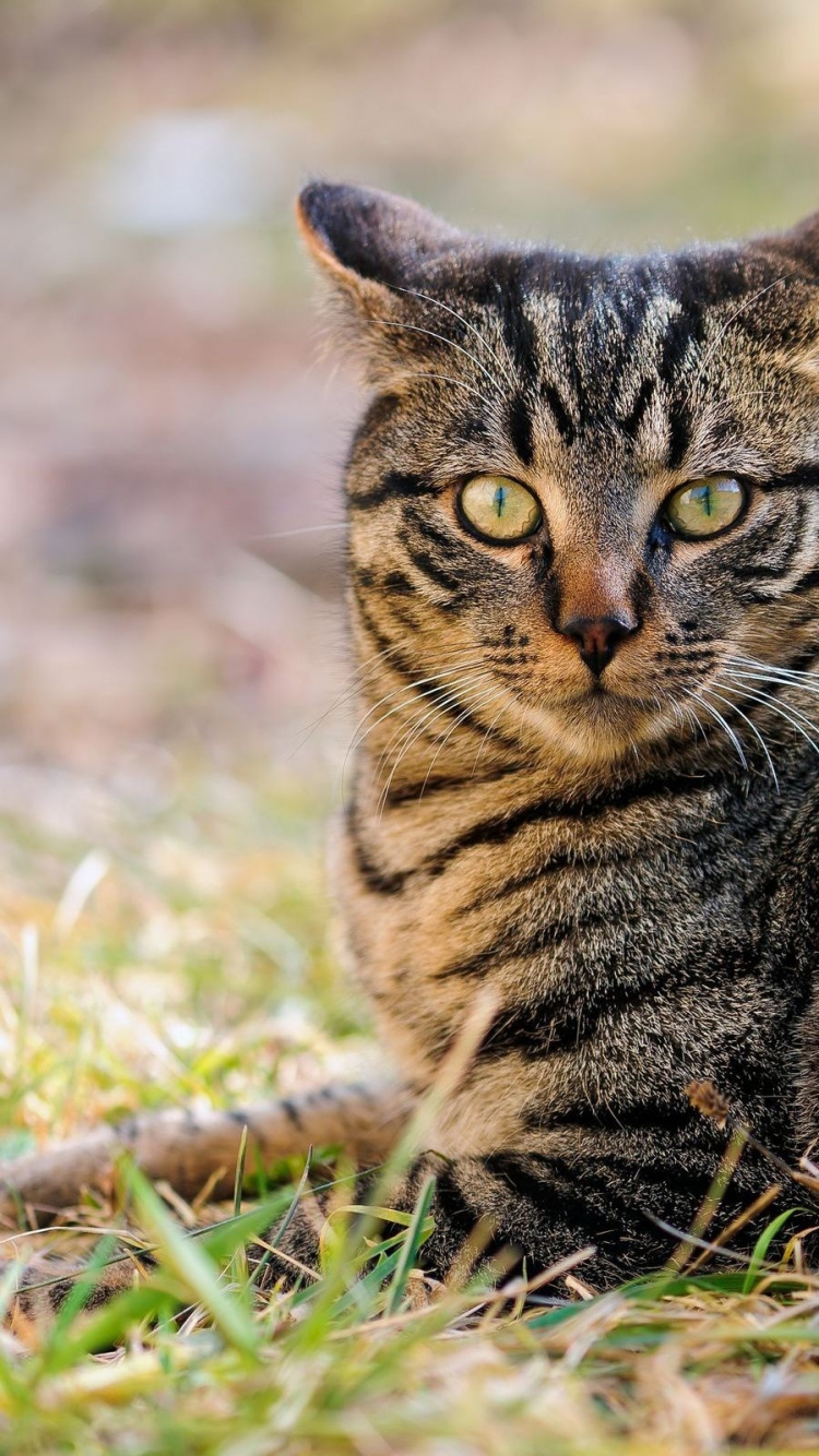 Brown Tabby Cat on Green Grass During Daytime. Wallpaper in 750x1334 Resolution