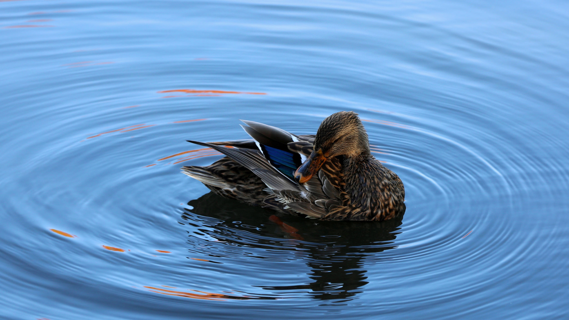 Braune Ente Tagsüber Auf Dem Wasser. Wallpaper in 1920x1080 Resolution