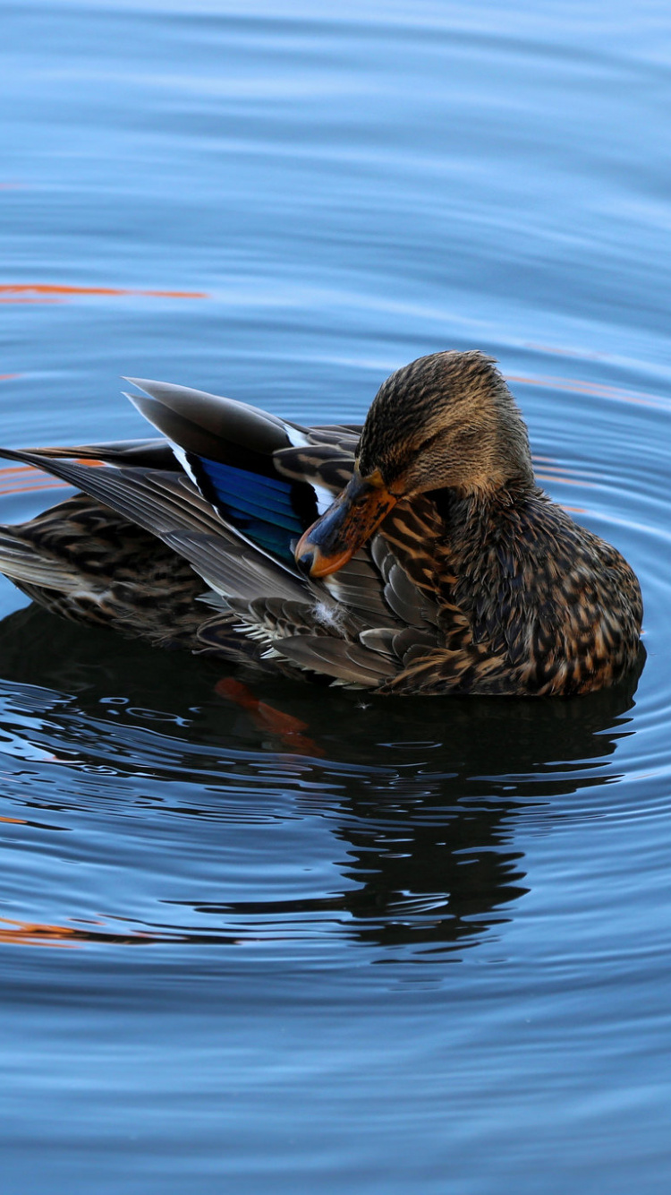 Brown Duck on Water During Daytime. Wallpaper in 750x1334 Resolution