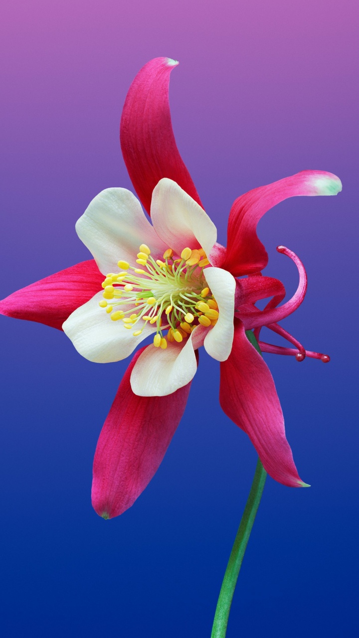 Flower, Plant, Petal, Terrestrial Plant, Flowering Plant. Wallpaper in 720x1280 Resolution