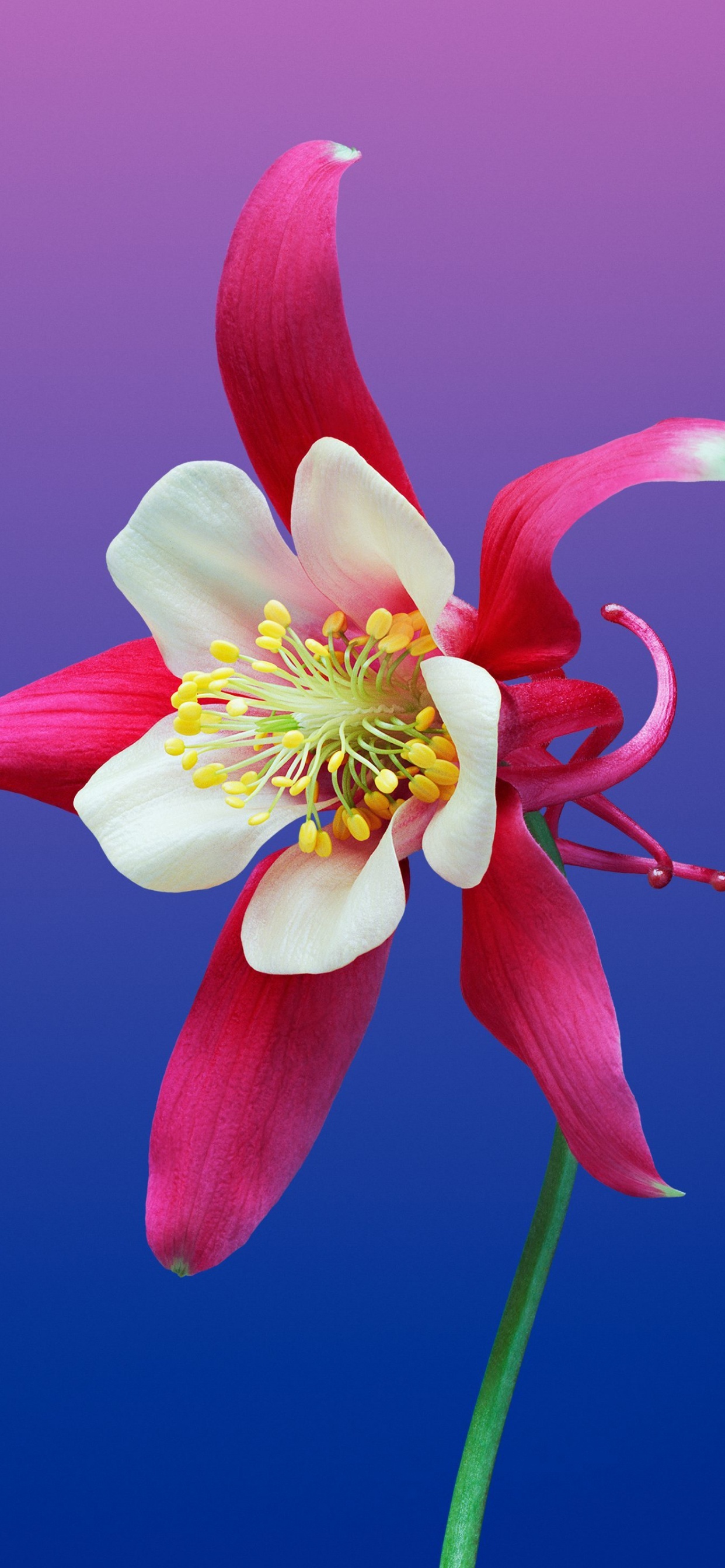 Pétale, Plante Terrestre, la Floraison de la Plante, Pédicelle, Fermer. Wallpaper in 1242x2688 Resolution