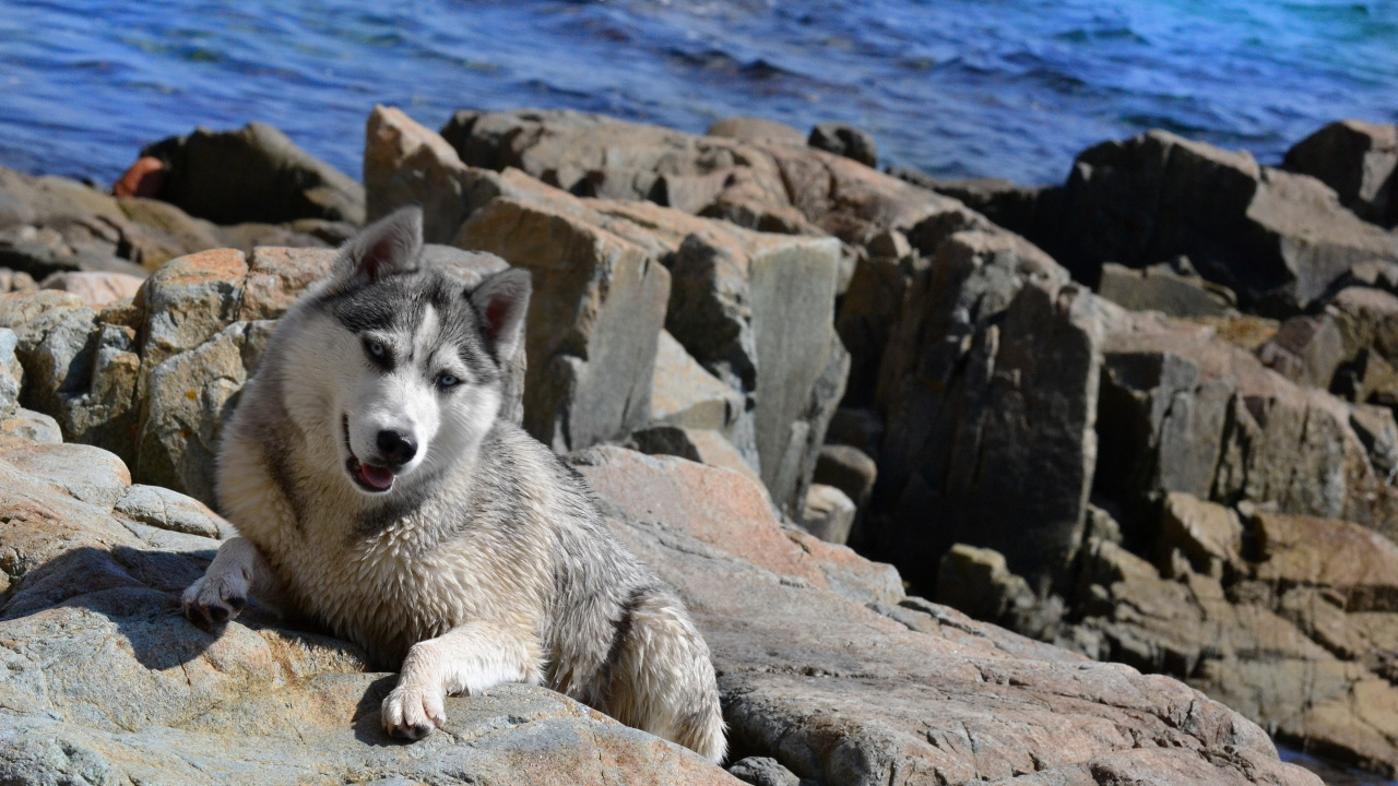 White Siberian Husky on Rock Formation Near Body of Water During Daytime. Wallpaper in 1280x720 Resolution
