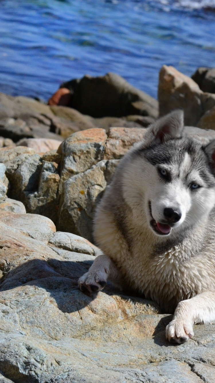 White Siberian Husky on Rock Formation Near Body of Water During Daytime. Wallpaper in 750x1334 Resolution