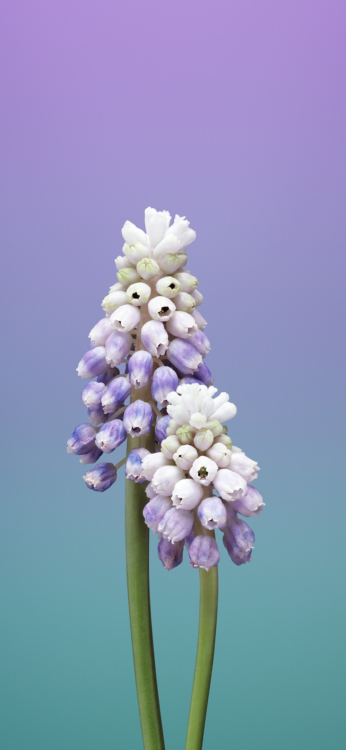 IPad, IOS 11, Apple, Fleur de Pomme, IOS. Wallpaper in 1125x2436 Resolution