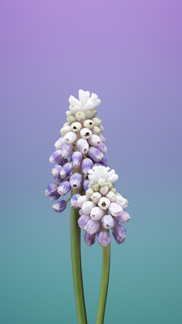 IPad, IOS 11, Apple, Fleur de Pomme, IOS. Wallpaper in 750x1334 Resolution