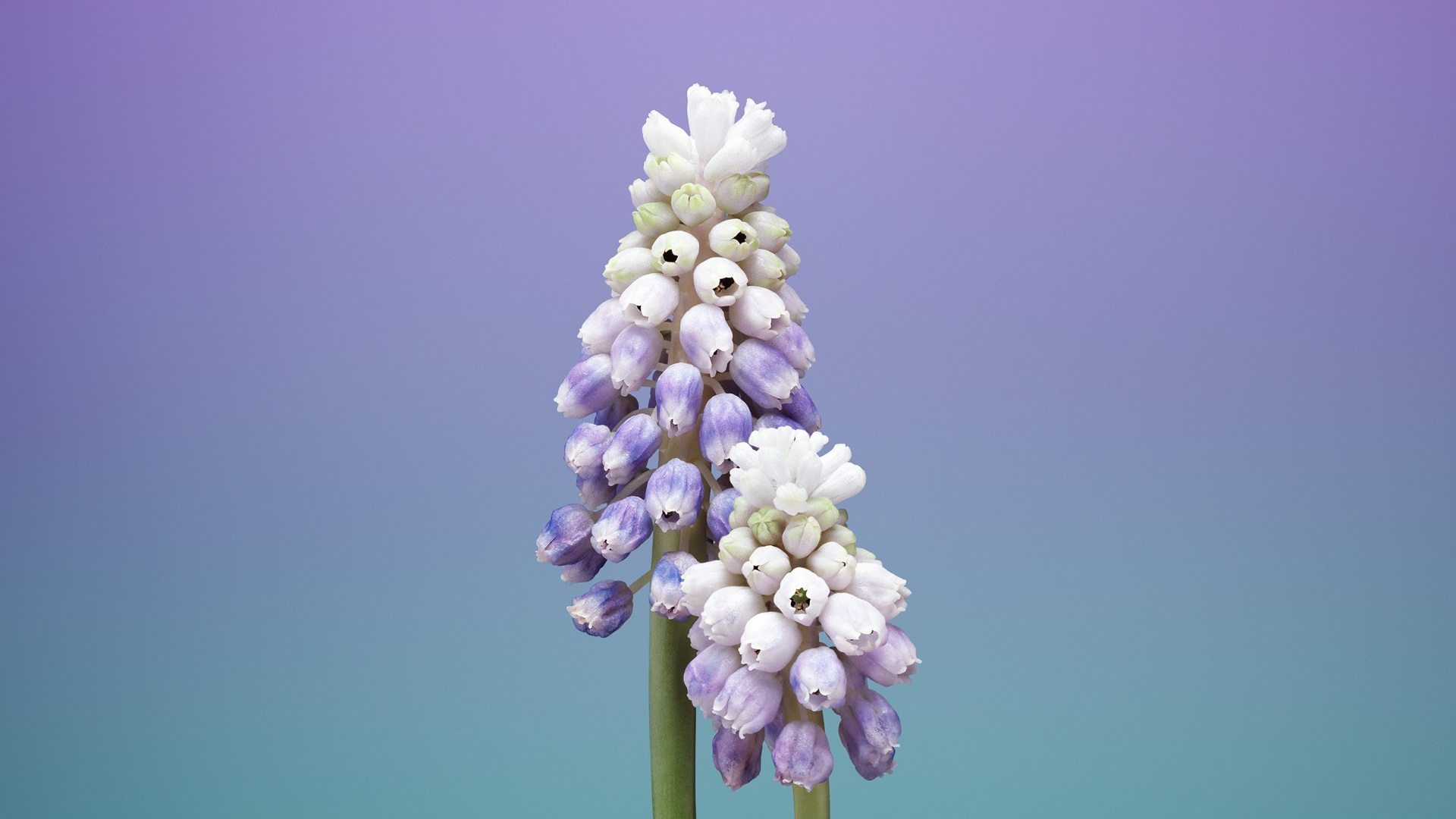 Ipad, Apple, IOS 11, Manzana, Flor de Manzana. Wallpaper in 1920x1080 Resolution