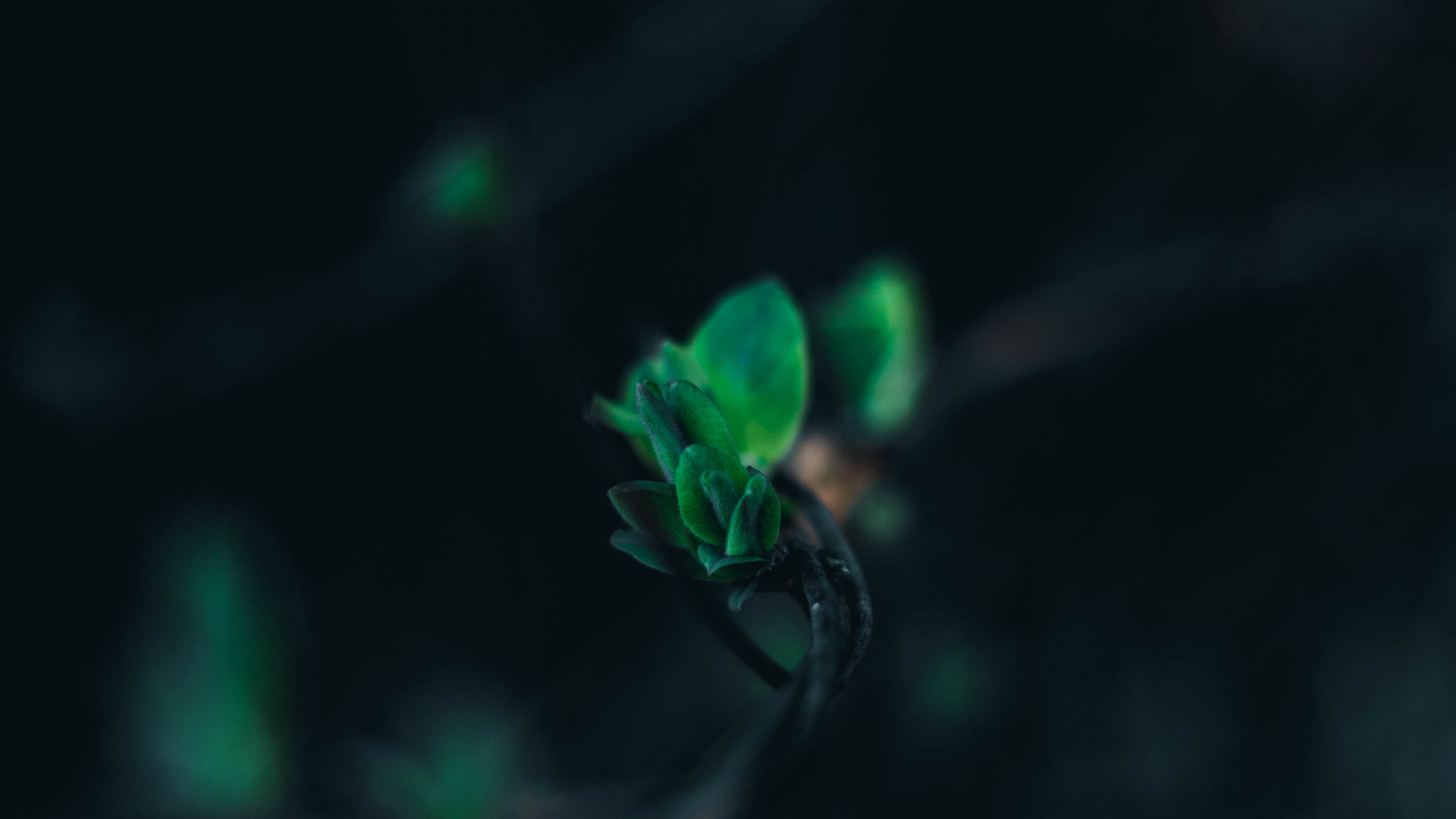 绿色的, 黑色的, 光, 水上, 地球的气氛 壁纸 2560x1440 允许