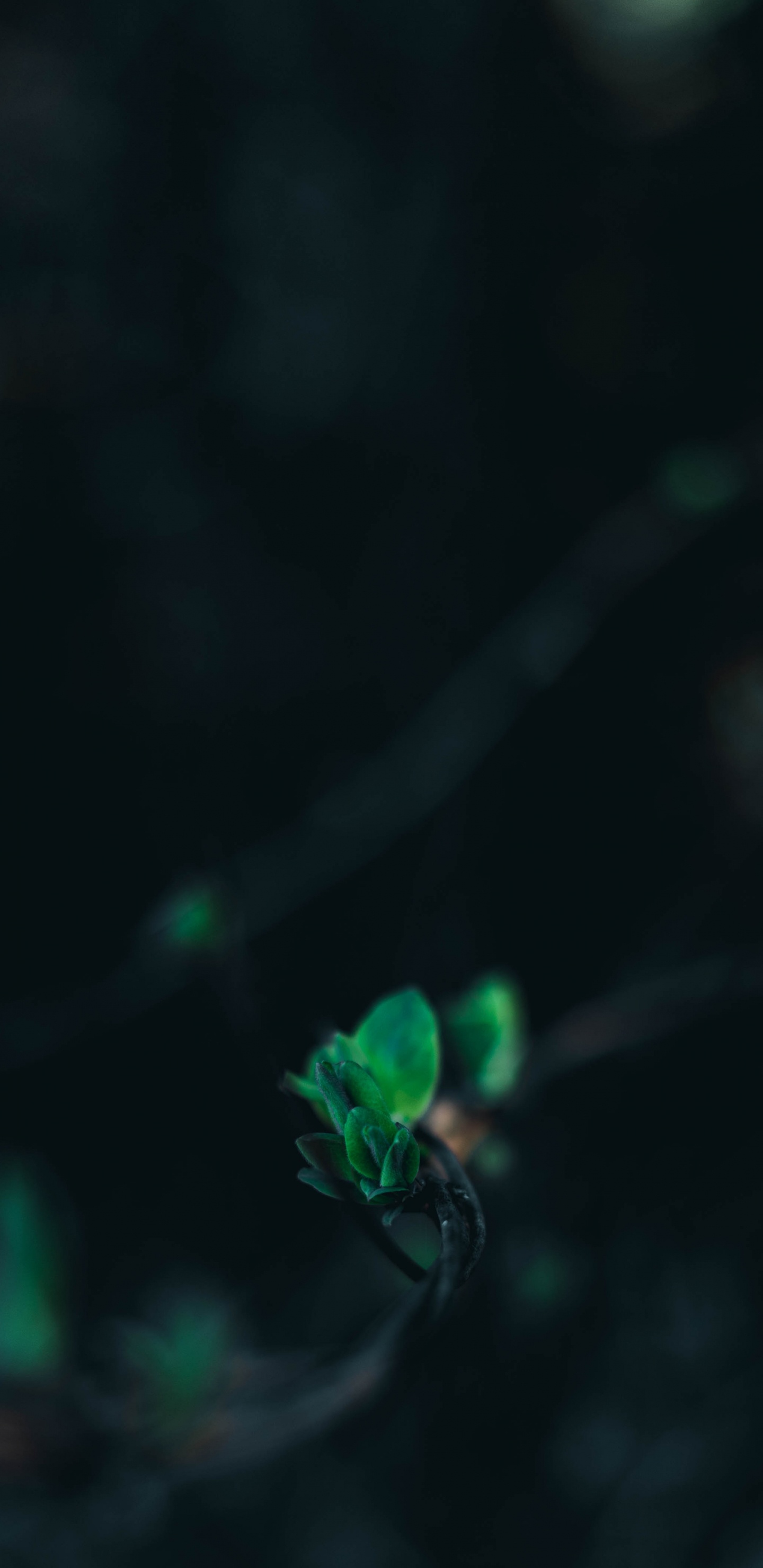 Green, Black, Water, Turquoise, Light. Wallpaper in 1440x2960 Resolution