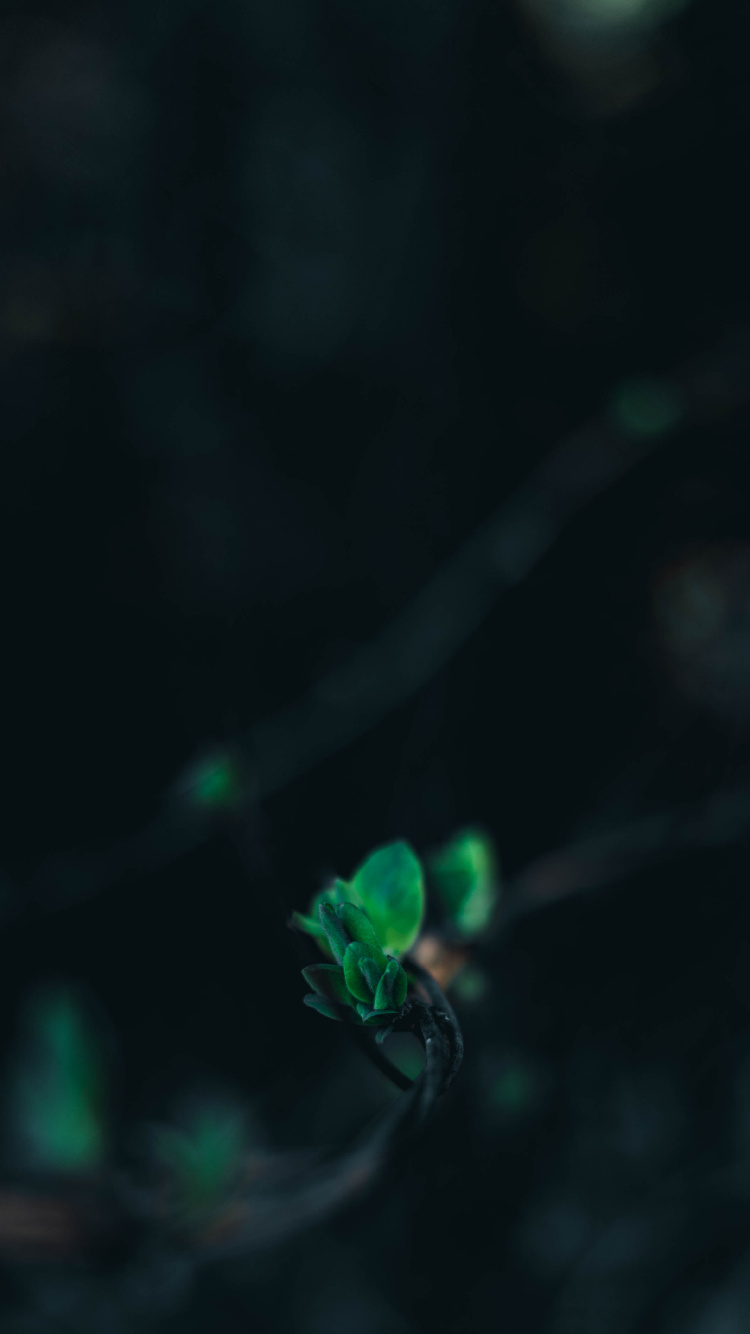 Green, Black, Water, Turquoise, Light. Wallpaper in 750x1334 Resolution