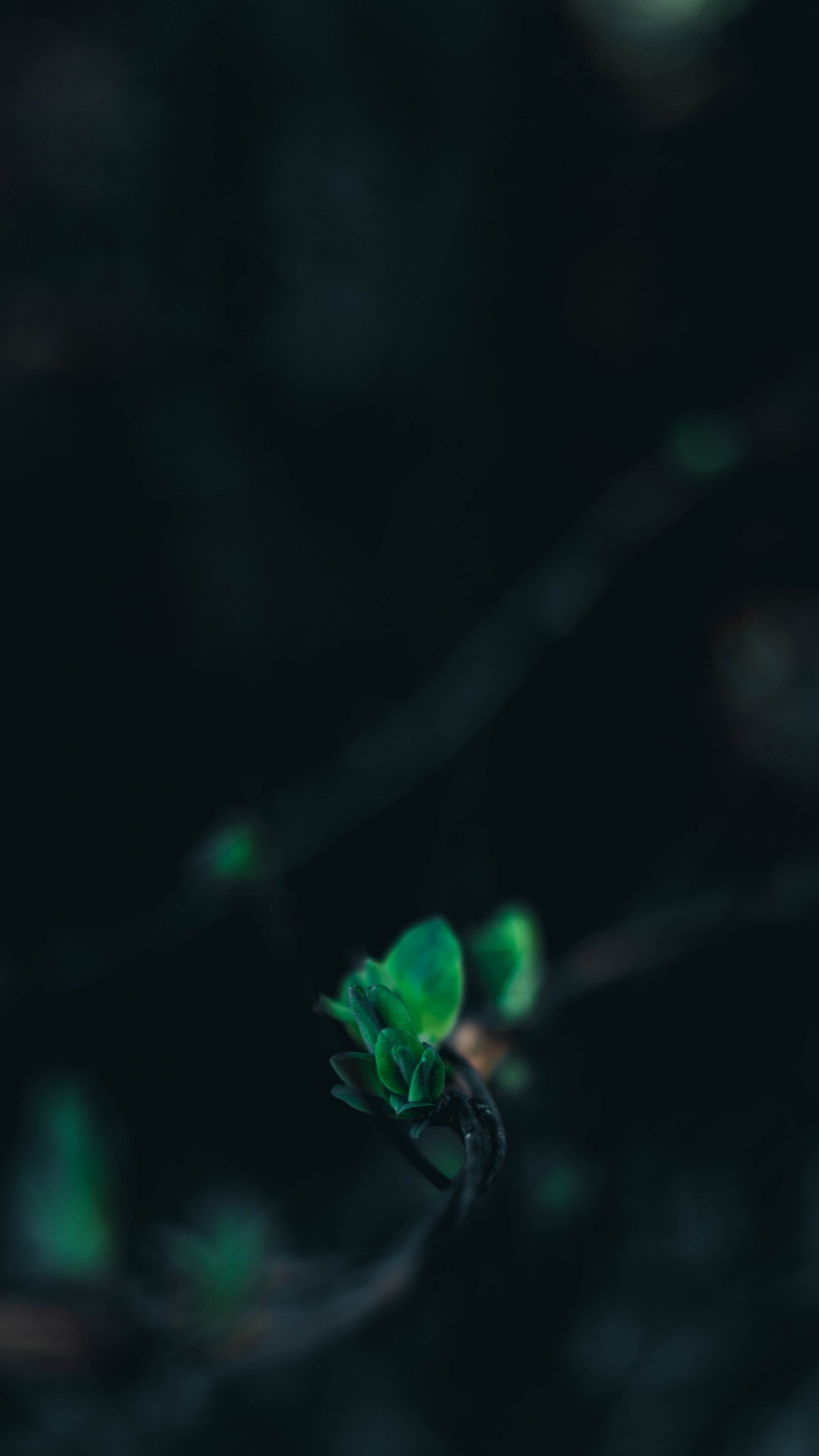 Green, Noir, Eau, Turquoise, Lumière. Wallpaper in 1440x2560 Resolution