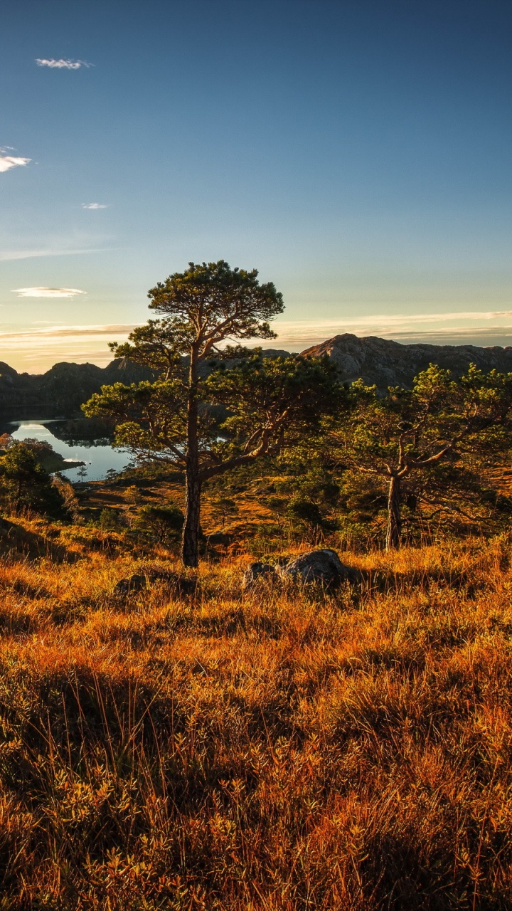 Campo de Hierba Verde Cerca de Árboles Bajo un Cielo Azul Durante el Día. Wallpaper in 720x1280 Resolution