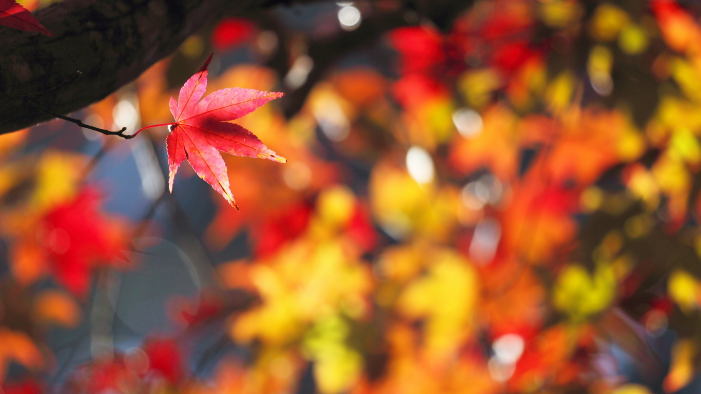Rote Und Gelbe Ahornblätter. Wallpaper in 1366x768 Resolution