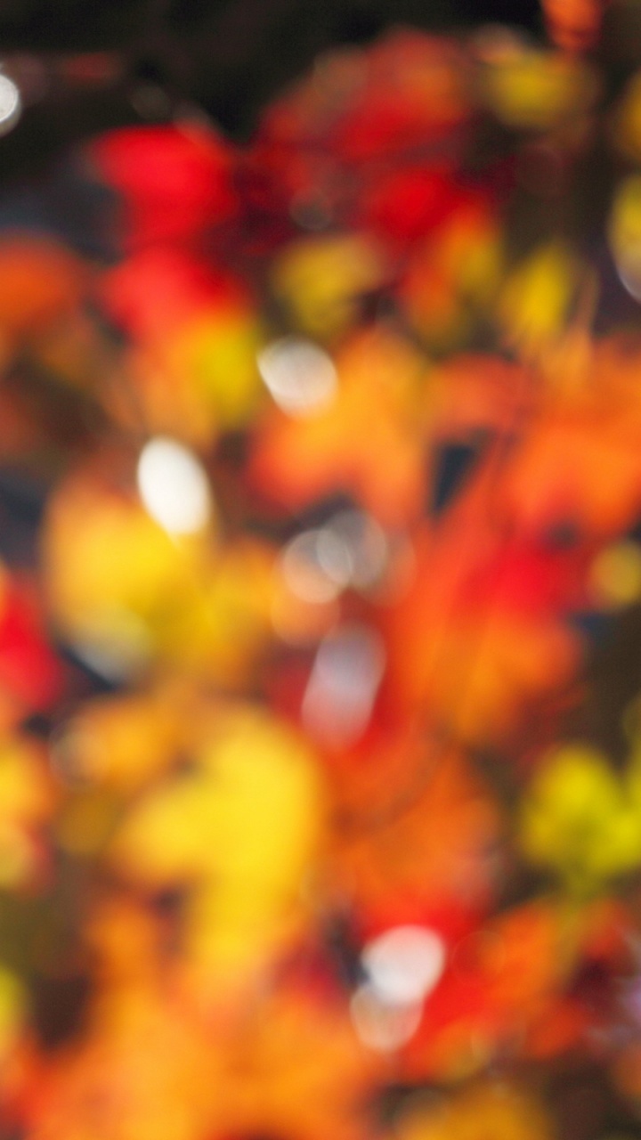 Red and Yellow Maple Leaves. Wallpaper in 720x1280 Resolution