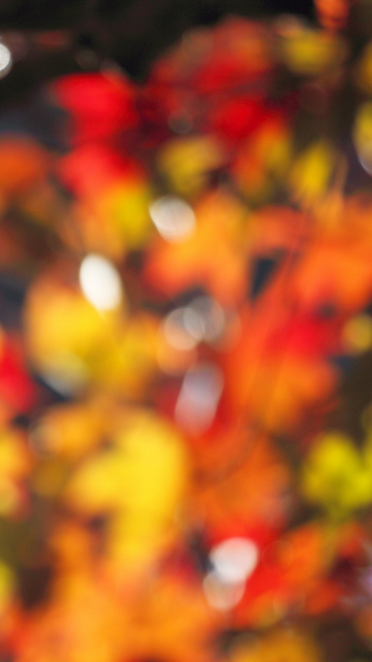 Red and Yellow Maple Leaves. Wallpaper in 750x1334 Resolution