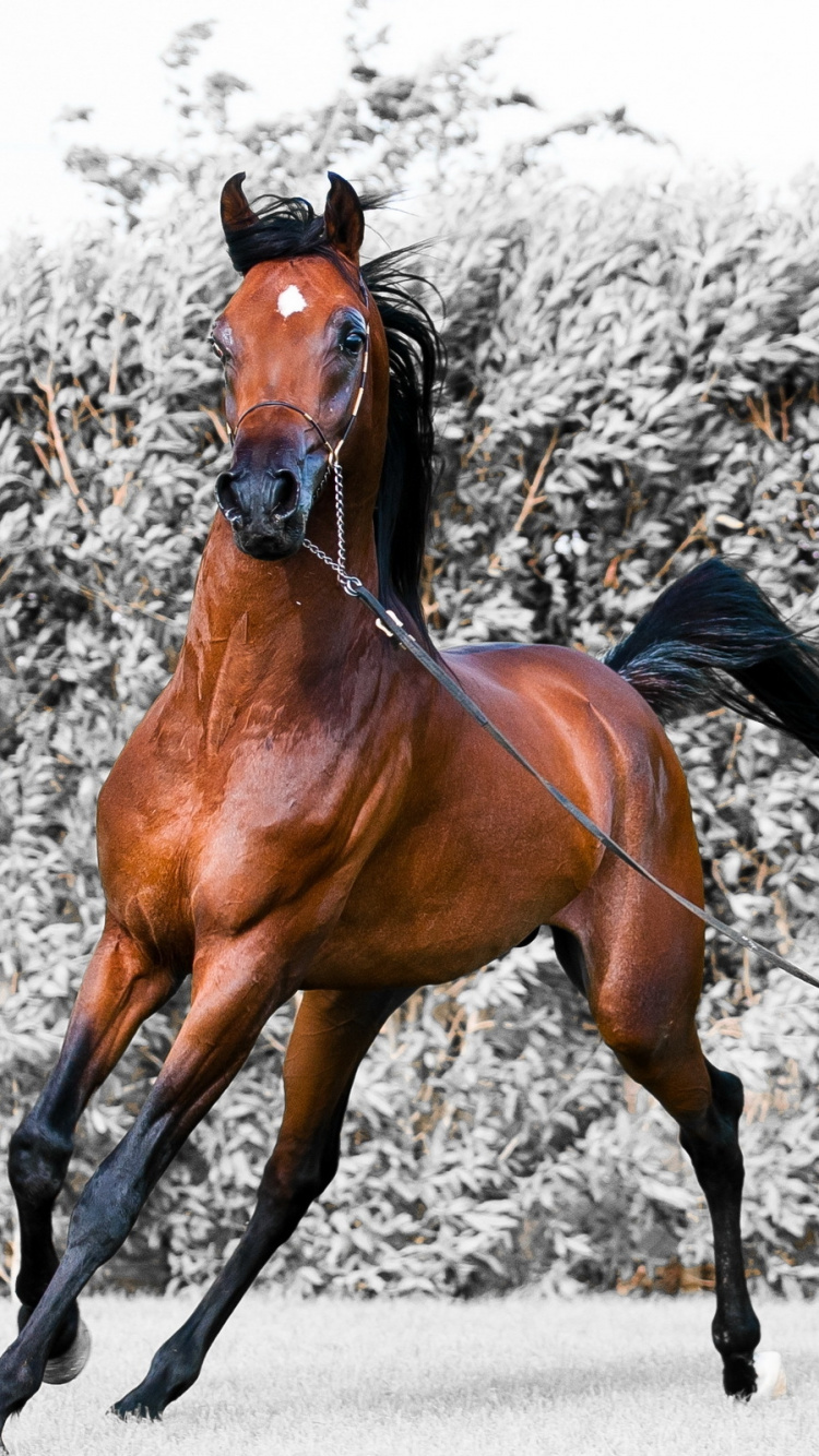 Brown Horse on Gray Concrete Road During Daytime. Wallpaper in 750x1334 Resolution