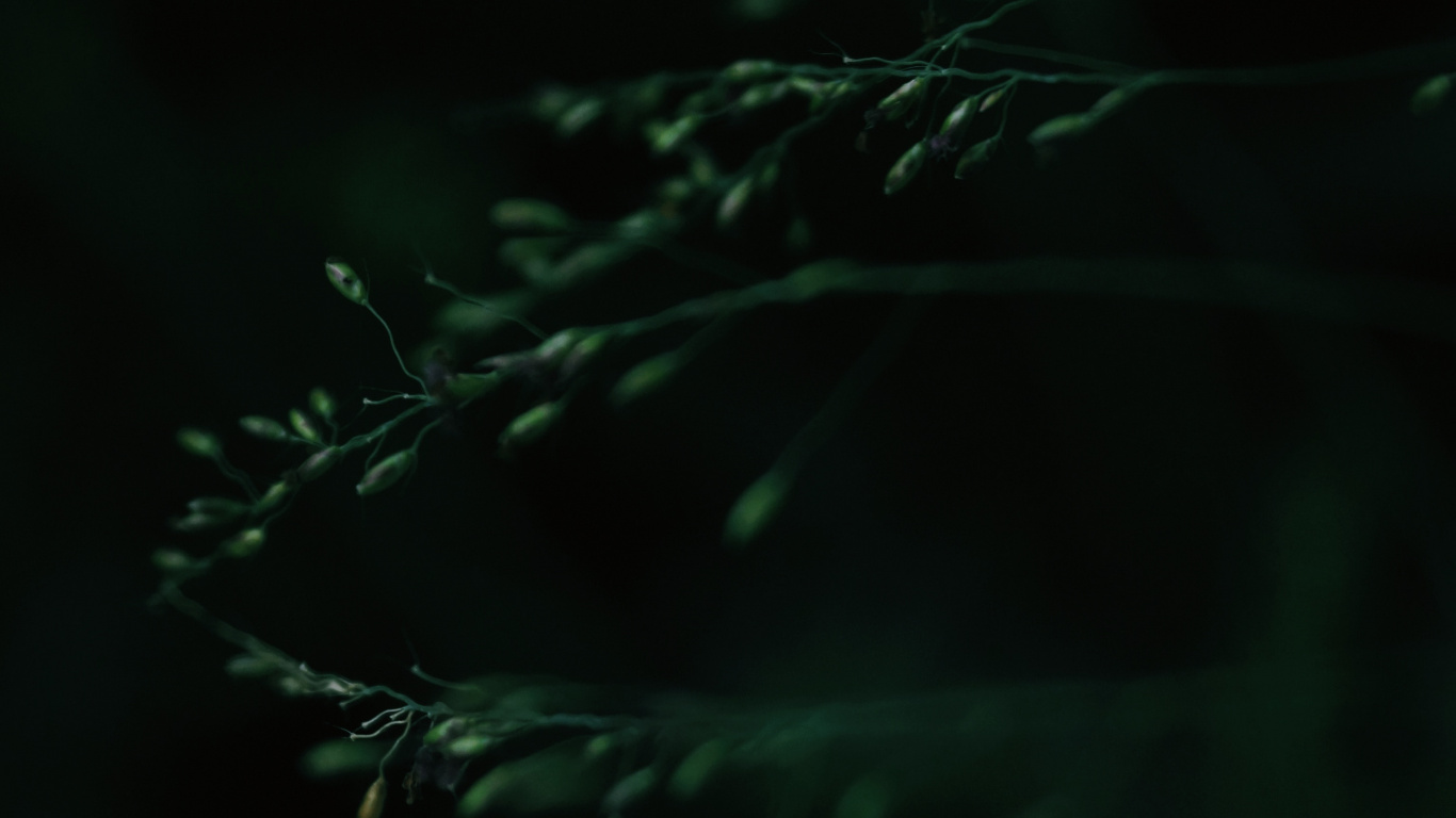 Black, Green, Nature, Darkness, Water. Wallpaper in 1366x768 Resolution