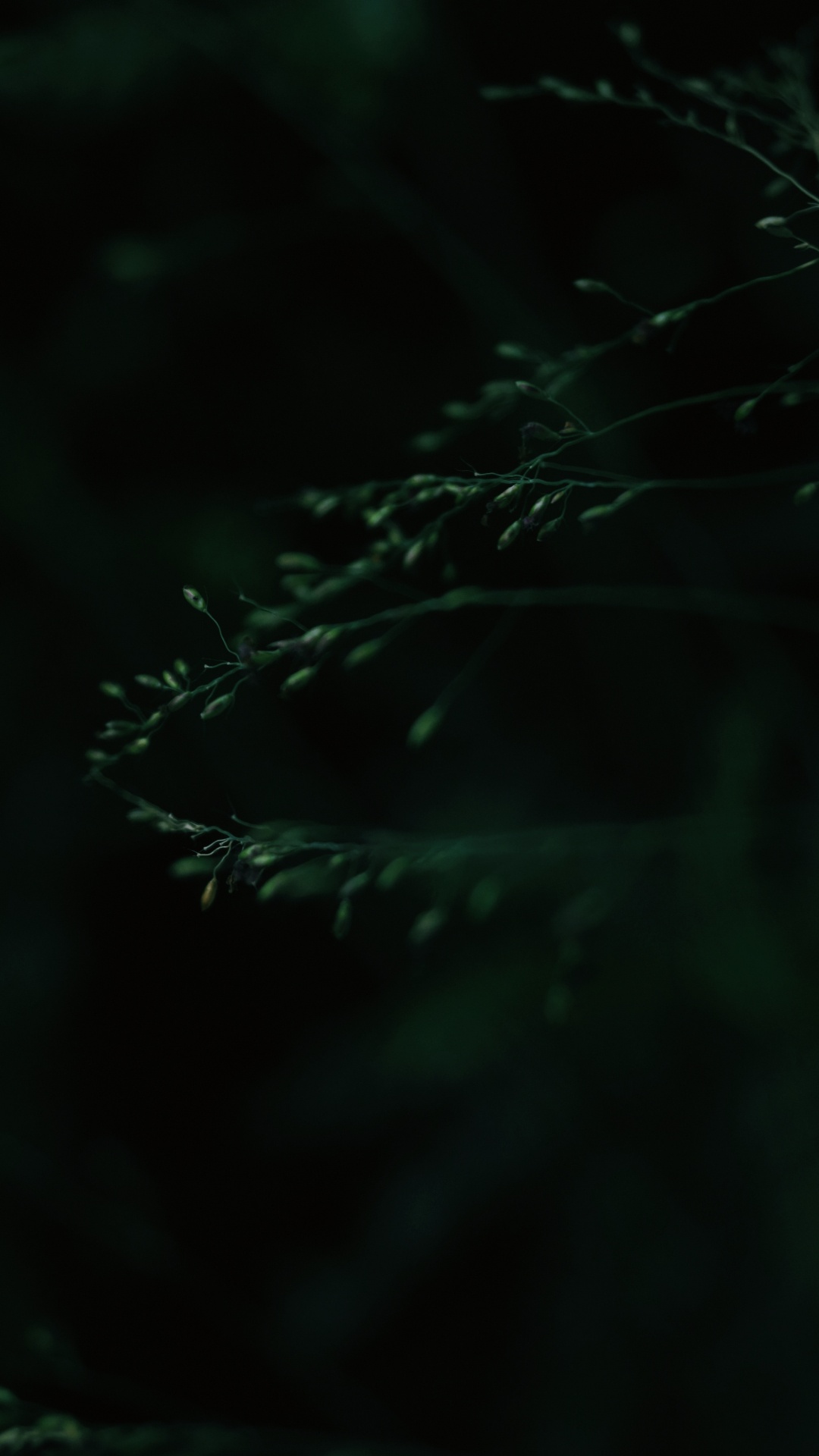 Noir, Green, Nature, Obscurité, Eau. Wallpaper in 1080x1920 Resolution