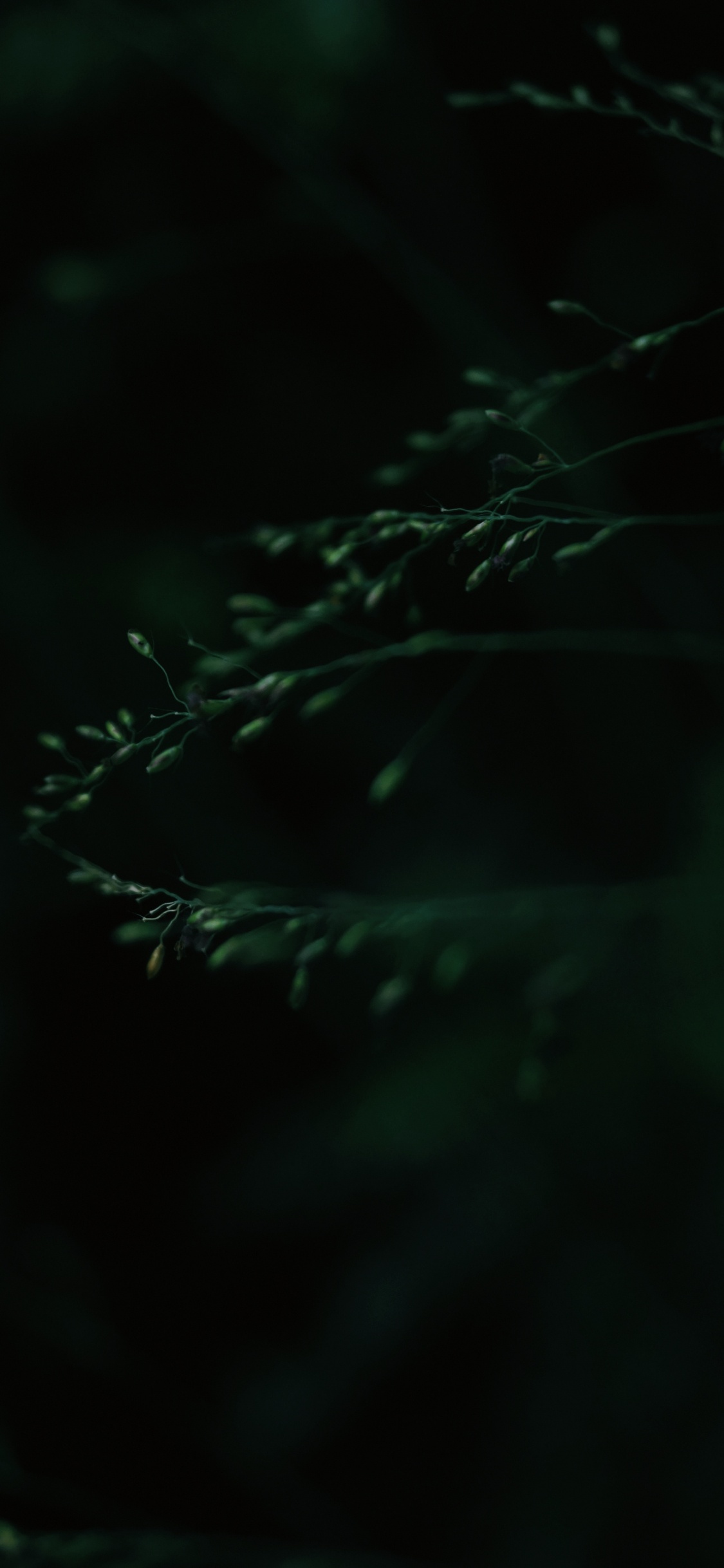 Noir, Green, Nature, Obscurité, Eau. Wallpaper in 1125x2436 Resolution
