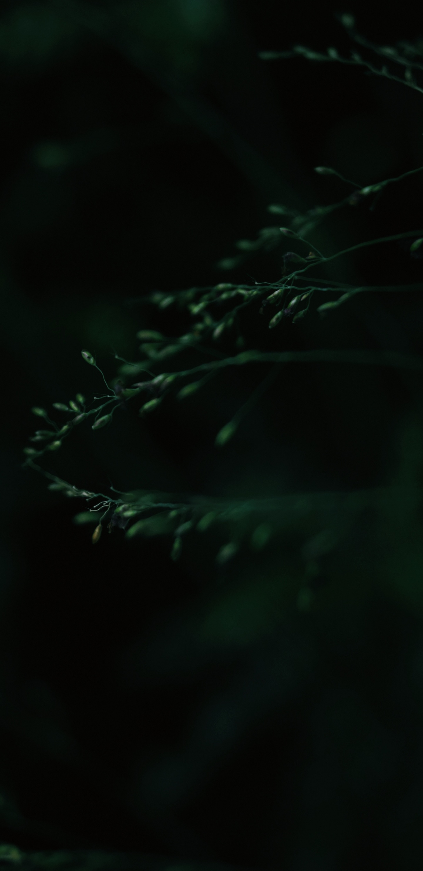 Negro, Verde, Naturaleza, Agua, Luz. Wallpaper in 1440x2960 Resolution